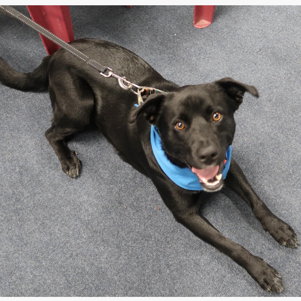 Kel Pawsinprison Graduate thumbnail 3