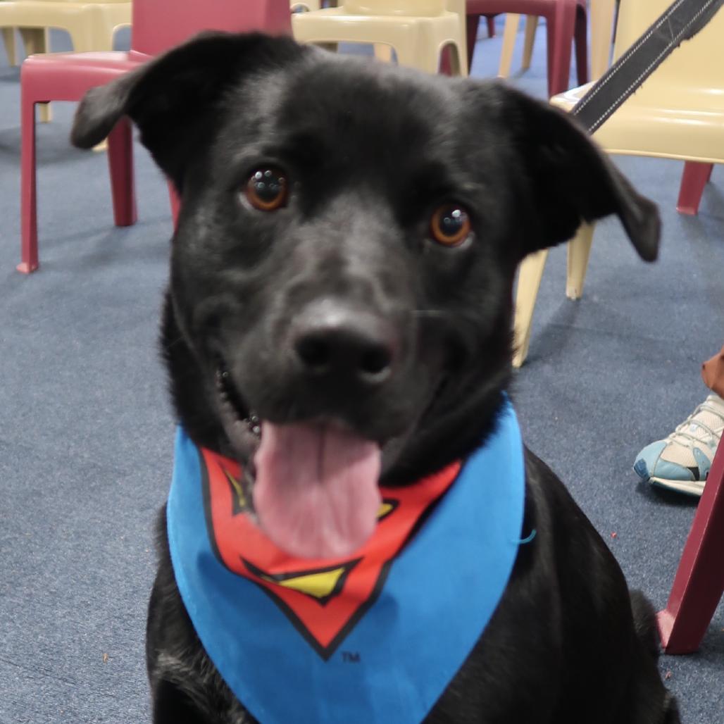 Kel Pawsinprison Graduate thumbnail 5