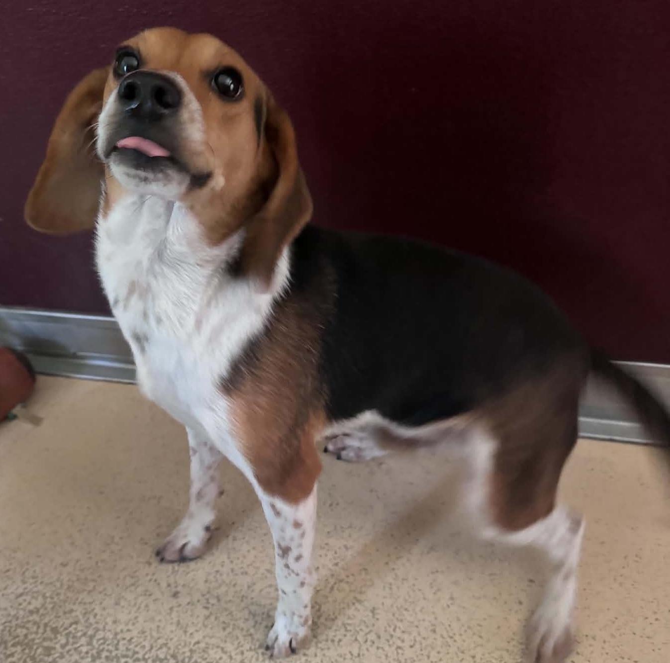 Enlarge dewey, a Adoptable Beagle in Tappahannock, VA image 1/1