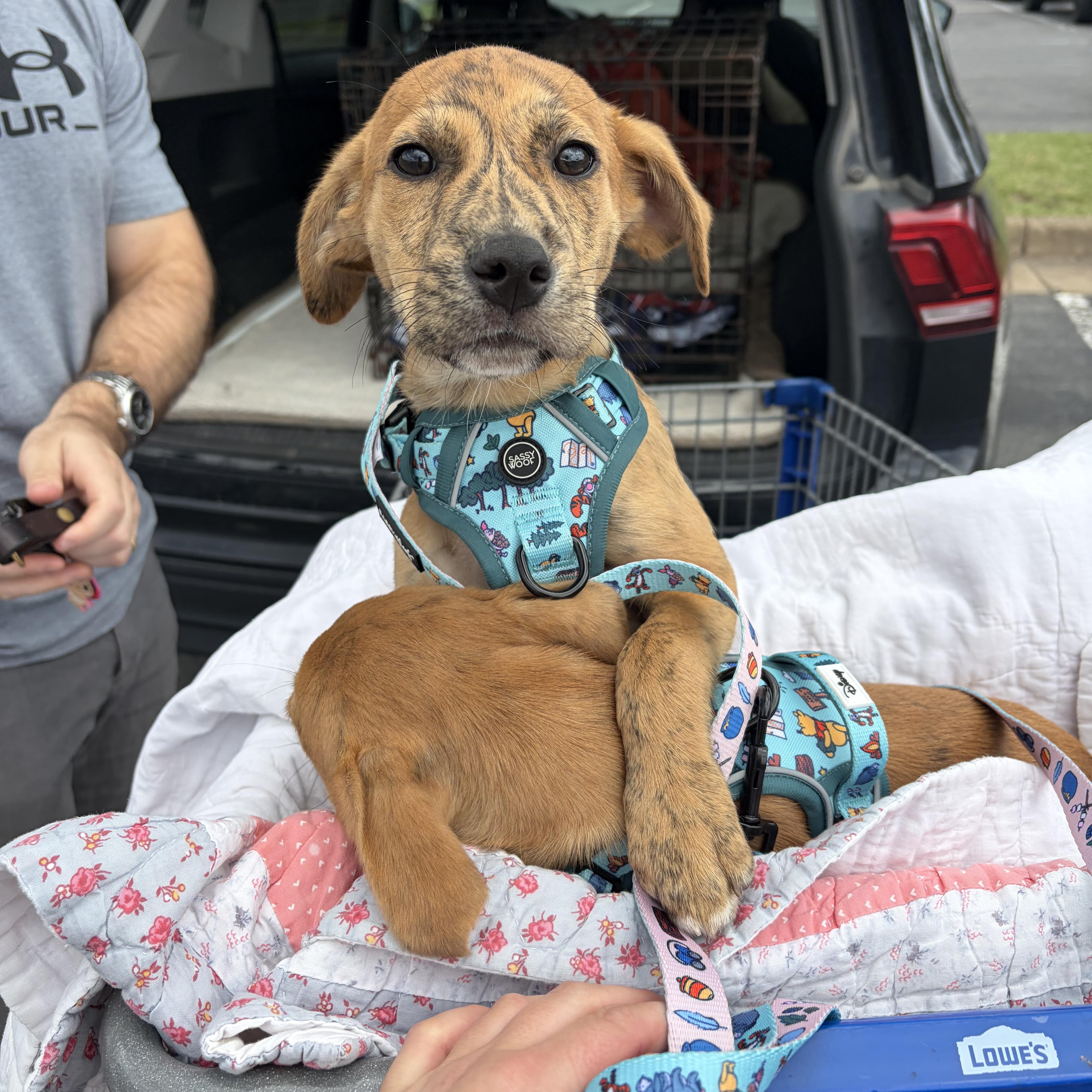 Teagan, a ADOPTABLE mixed breed in High View, WV image 6/6