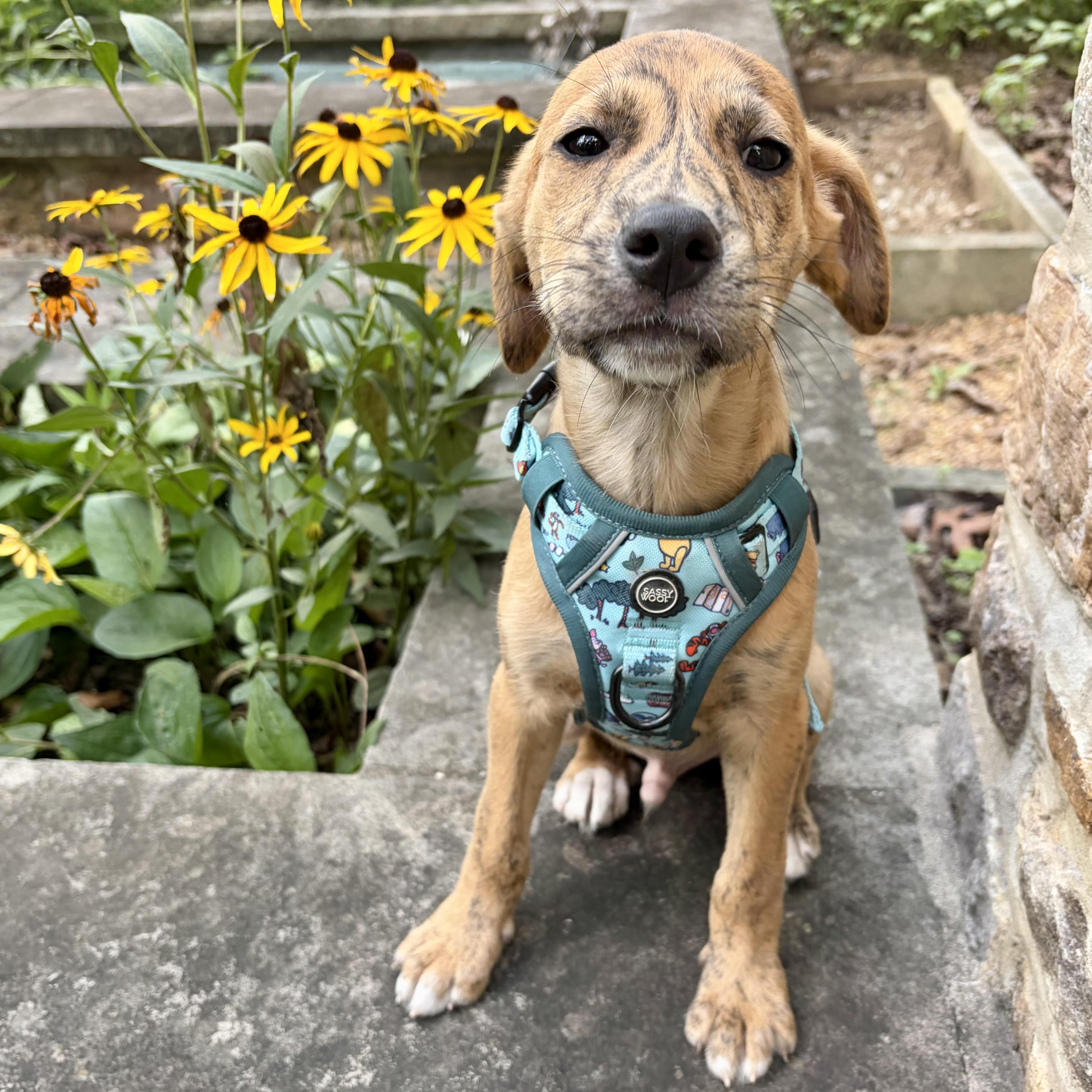 Teagan, ADOPTABLE, Puppy Male American Foxhound.