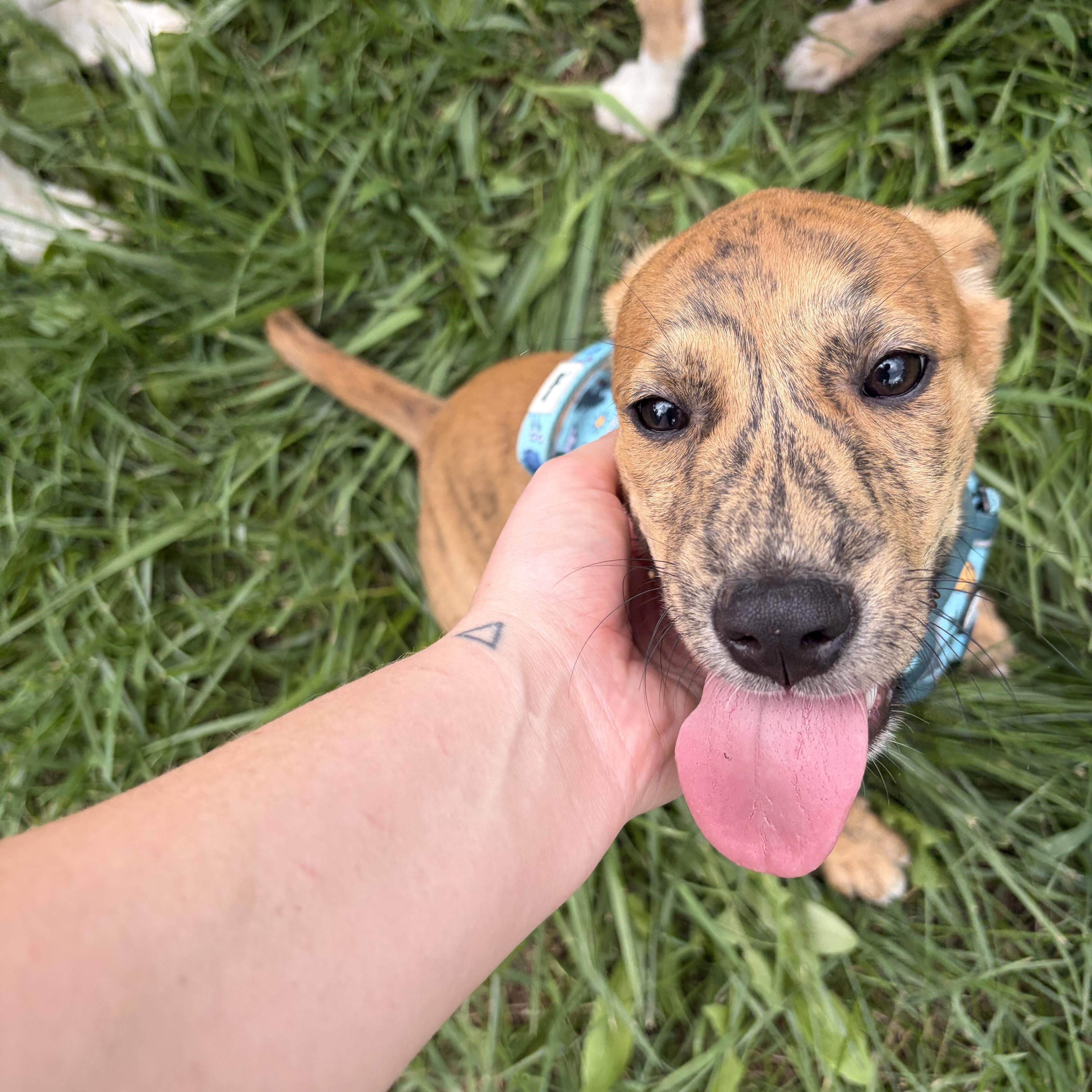 Teagan, a ADOPTABLE mixed breed in High View, WV image 2/6