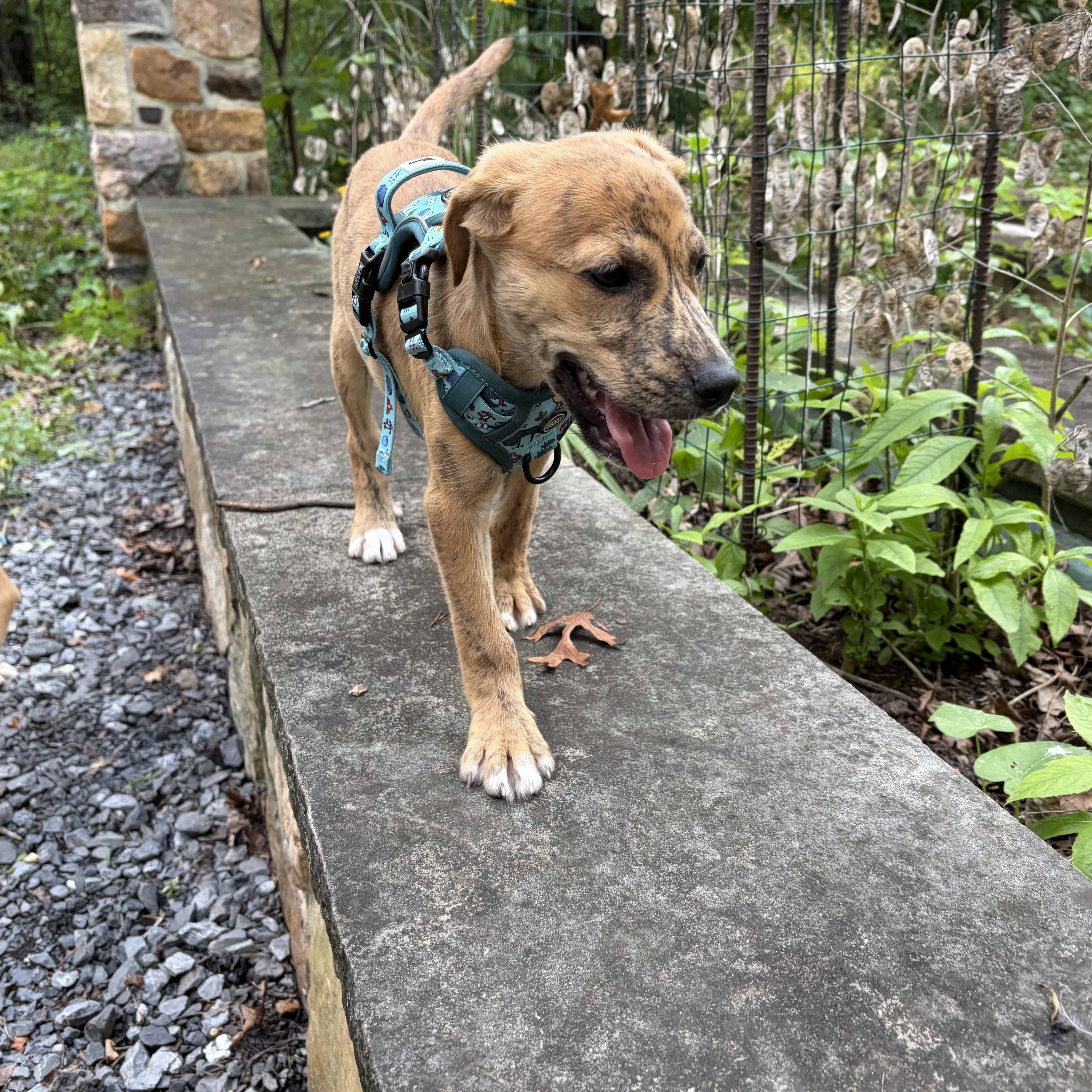 Teagan, a ADOPTABLE mixed breed in High View, WV image 3/6