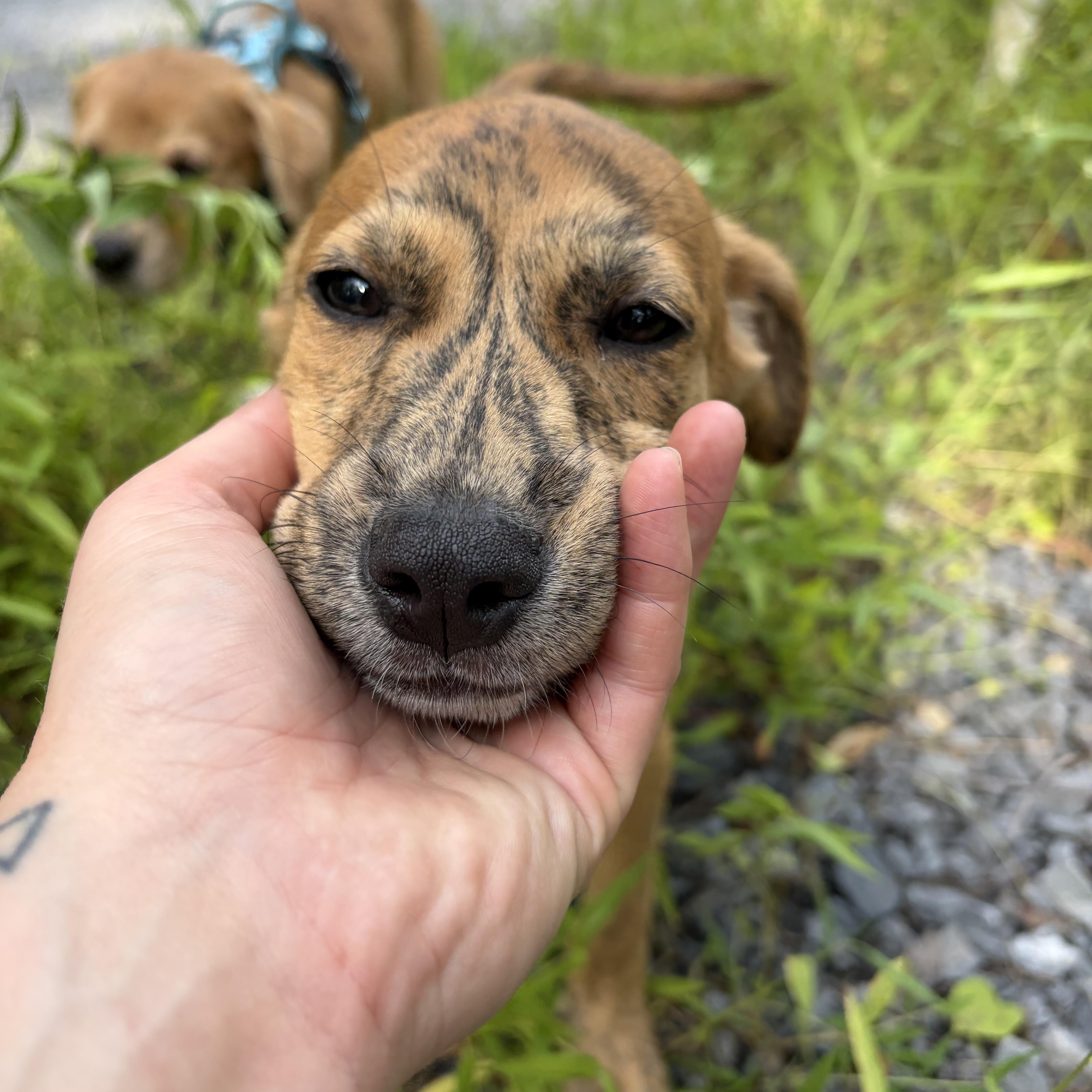 Teagan, a ADOPTABLE mixed breed in High View, WV image 5/6