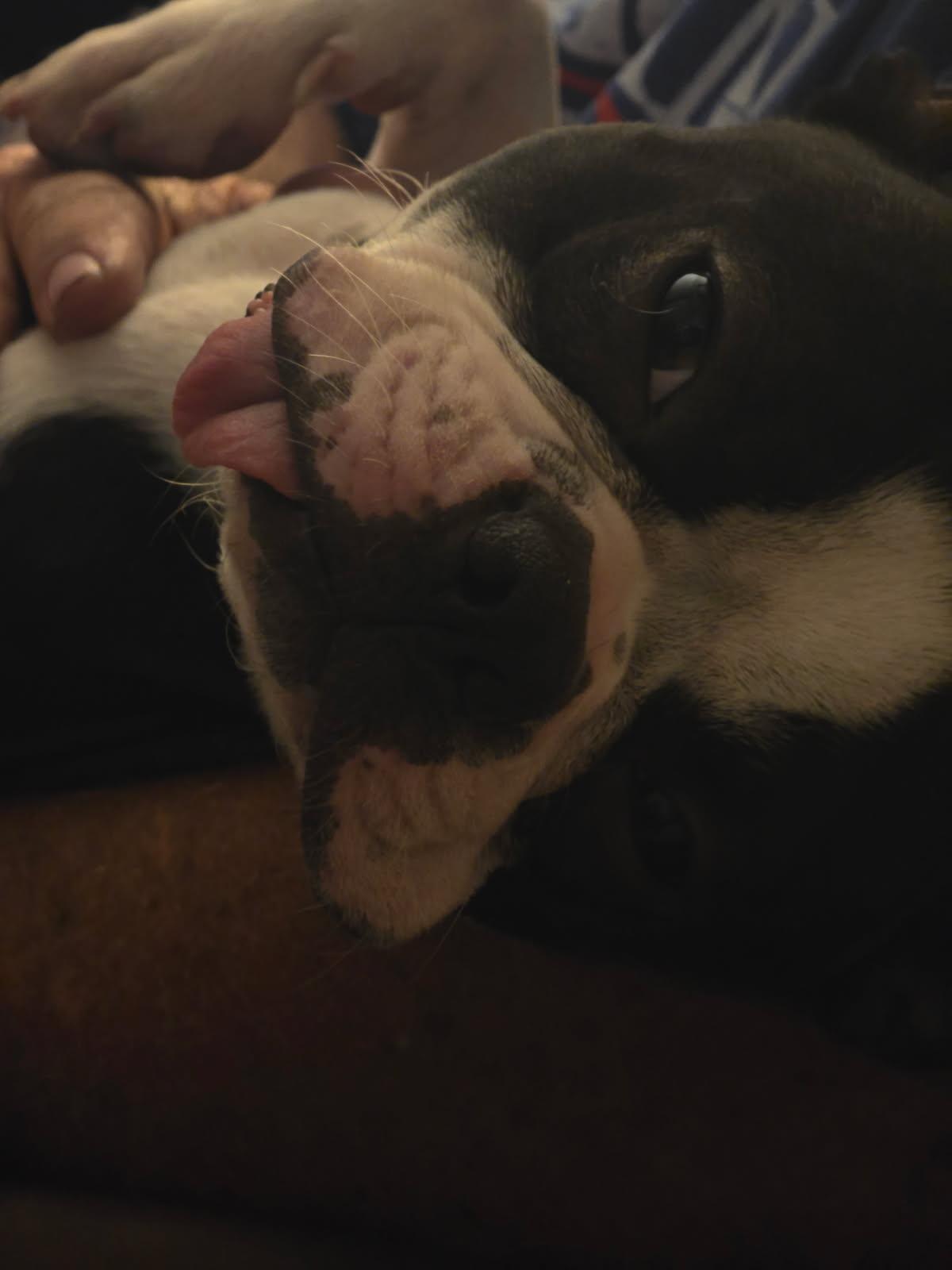 Enlarge Pluto, a Adopted Boston Terrier in Van Vleck, TX image 1/5