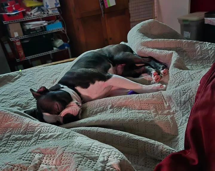Enlarge Pluto, a Adopted Boston Terrier in Van Vleck, TX image 2/5