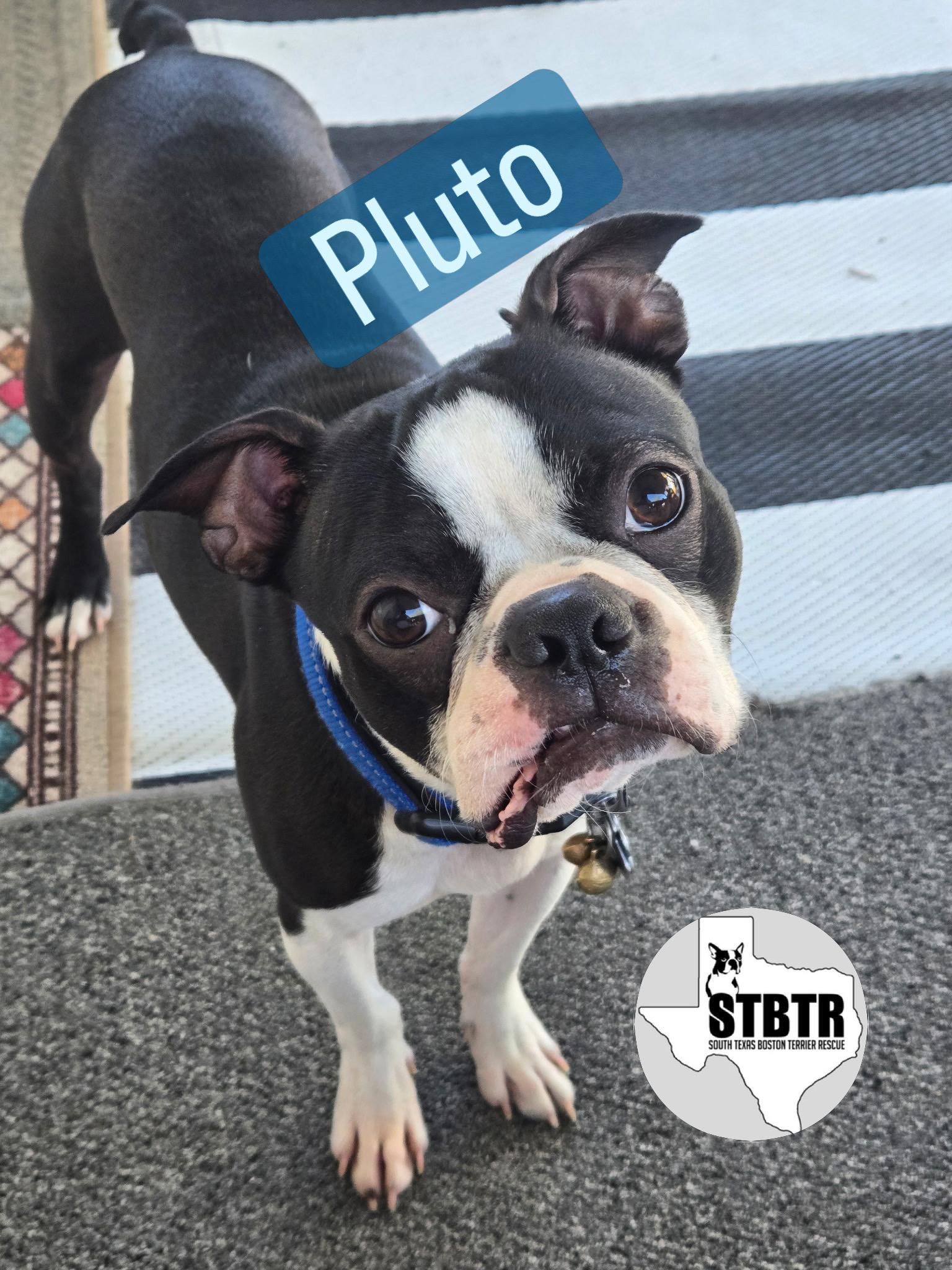Enlarge Pluto, a Adopted Boston Terrier in Van Vleck, TX image 3/5
