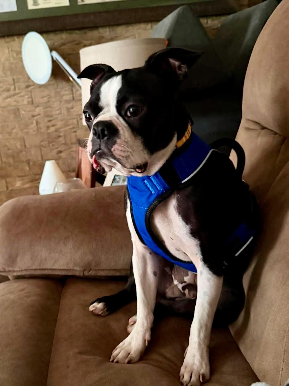 Enlarge Pluto, a Adopted Boston Terrier in Van Vleck, TX image 4/5