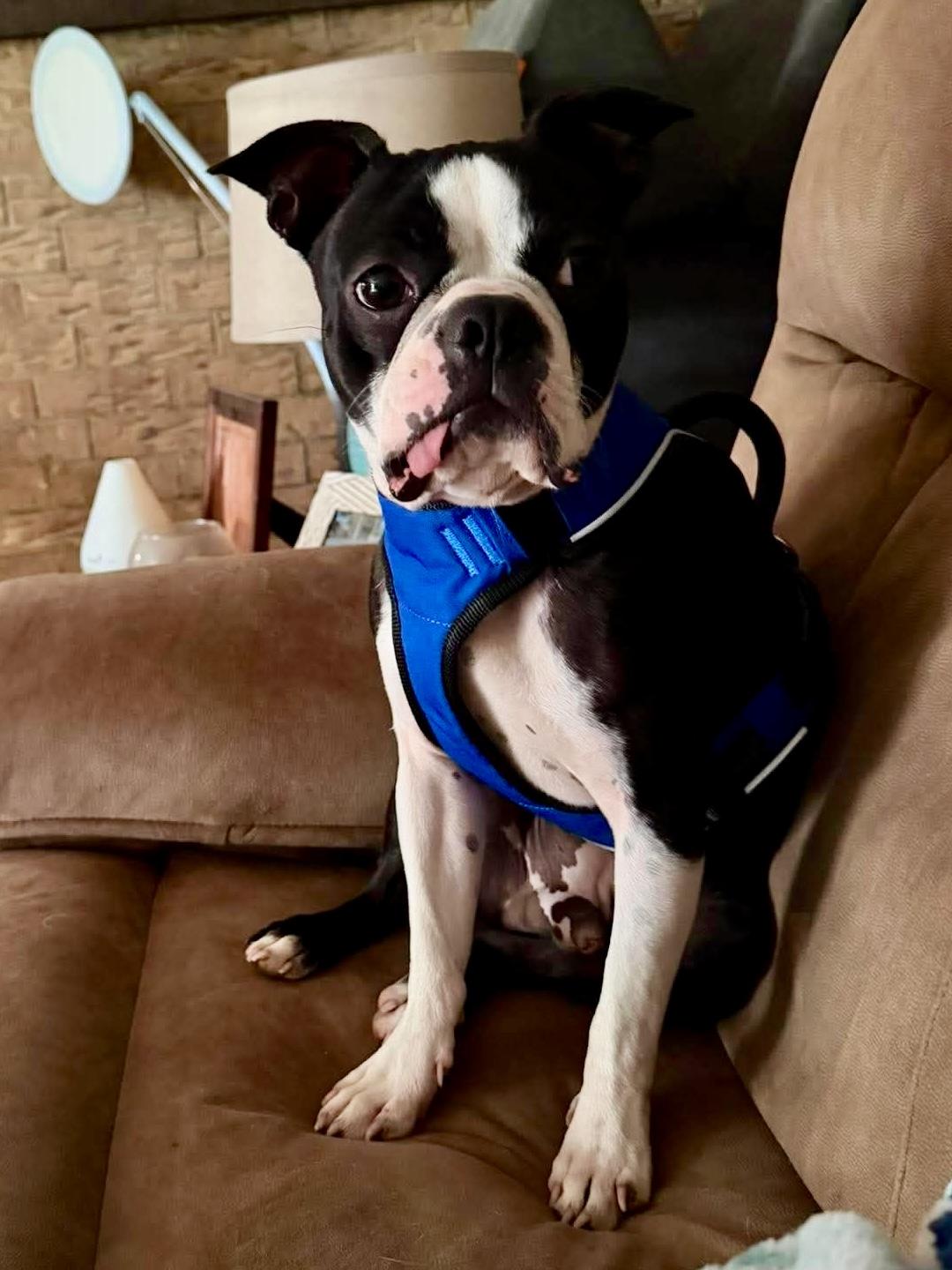 Enlarge Pluto, a Adopted Boston Terrier in Van Vleck, TX image 5/5