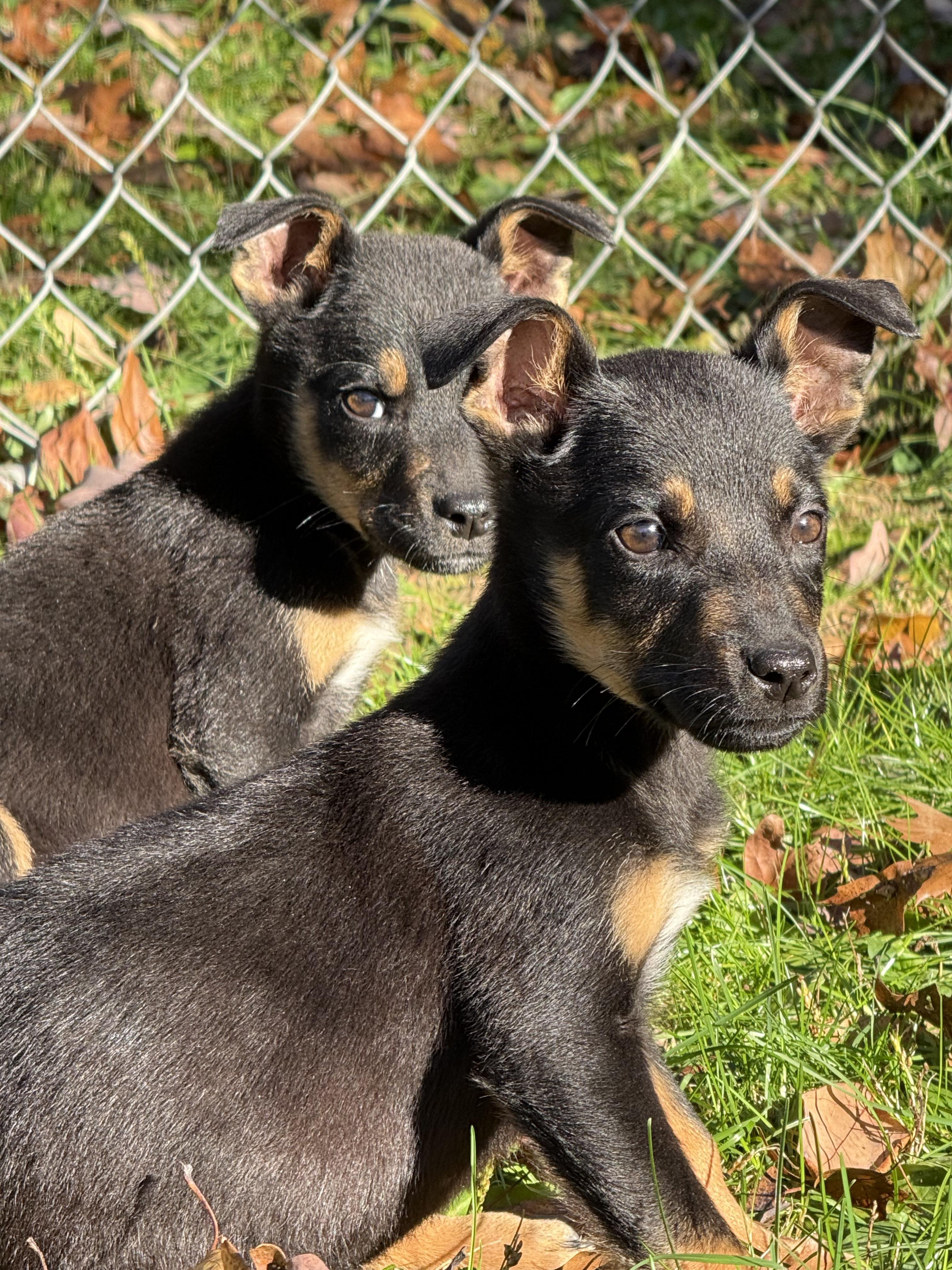 Sphinx, Adopted, Puppy Male German Shepherd Dog & American Bully.