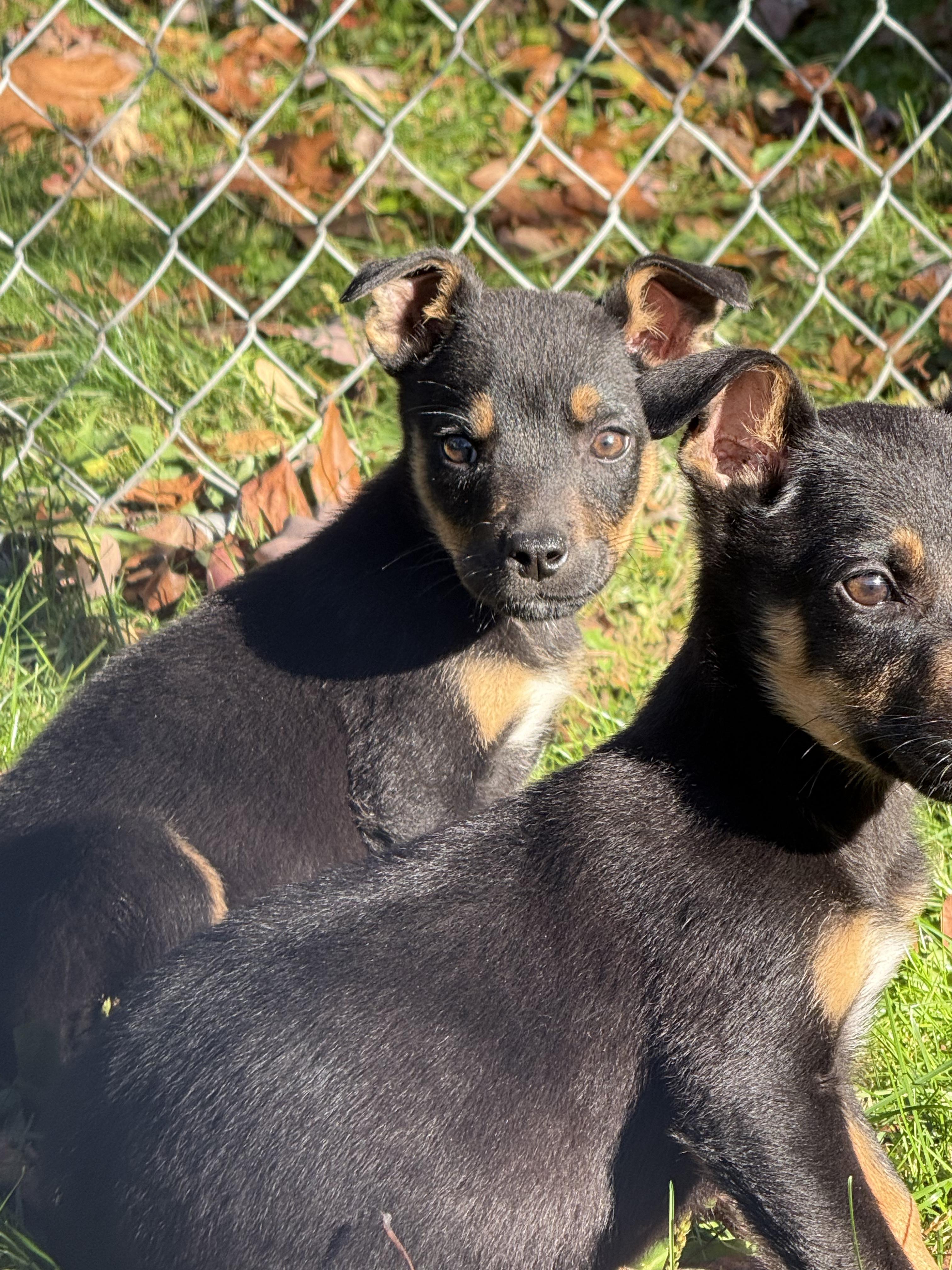 Sphinx, a Adopted mixed breed in Battle Creek, MI image 2/4