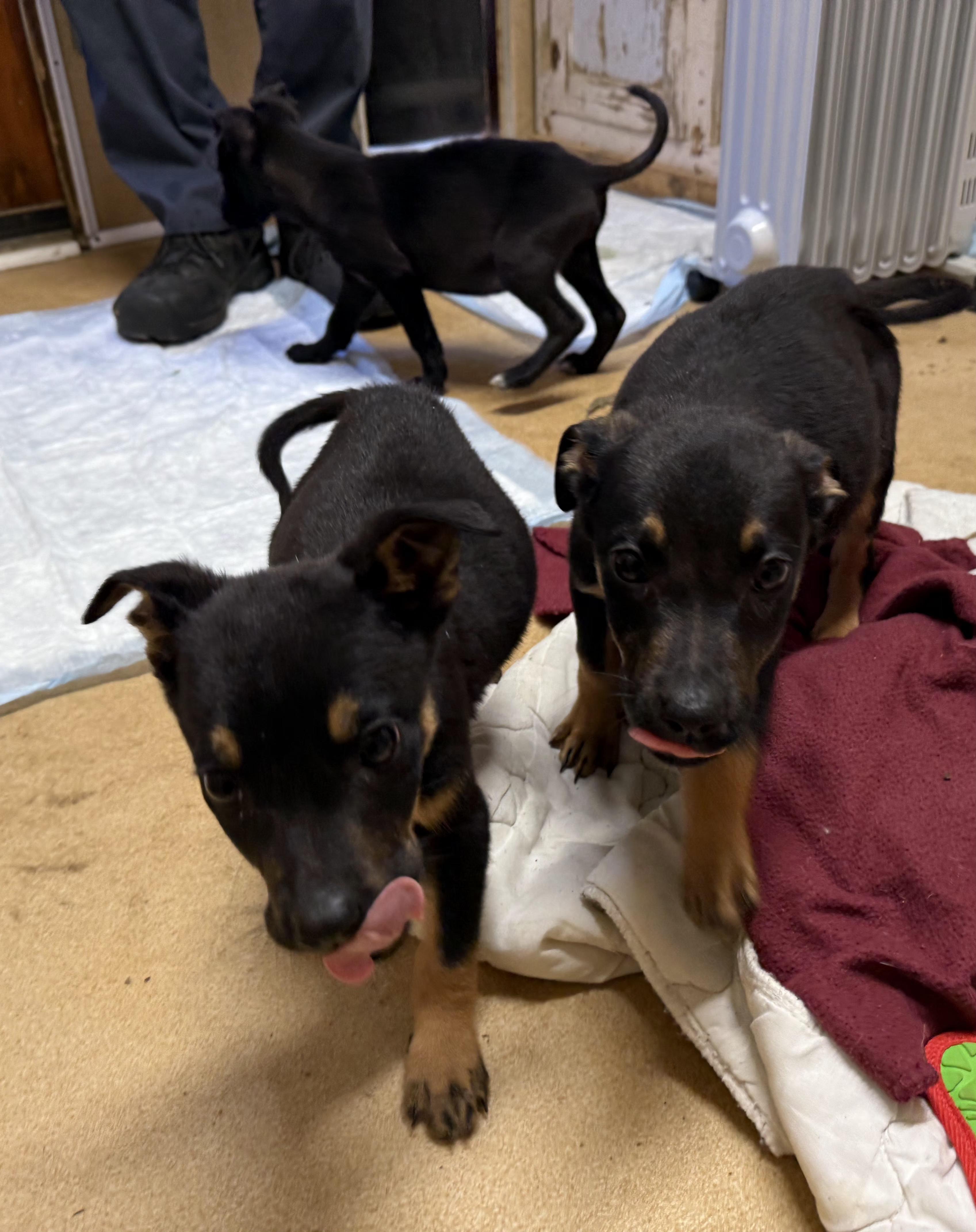 Sphinx, a Adopted mixed breed in Battle Creek, MI image 3/4