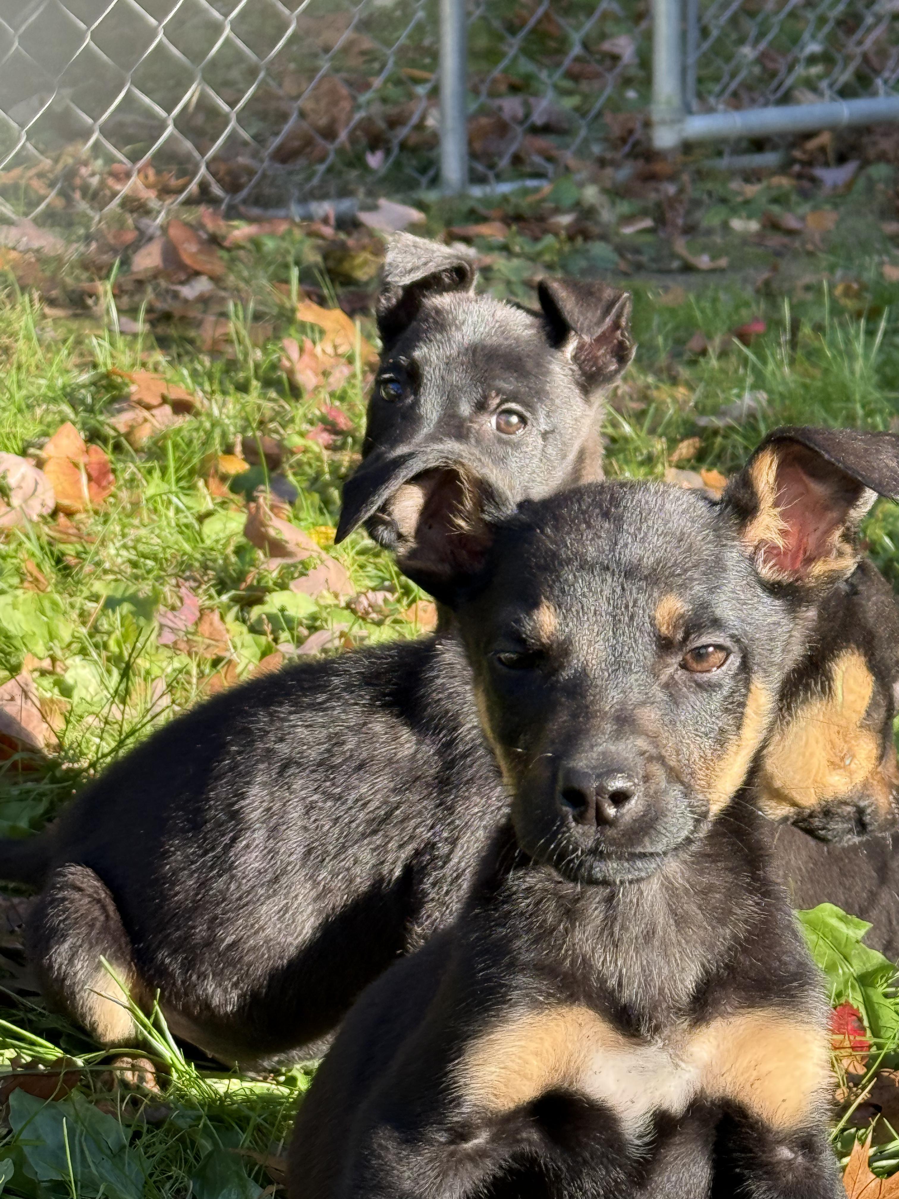 Sphinx, a Adopted mixed breed in Battle Creek, MI image 4/4