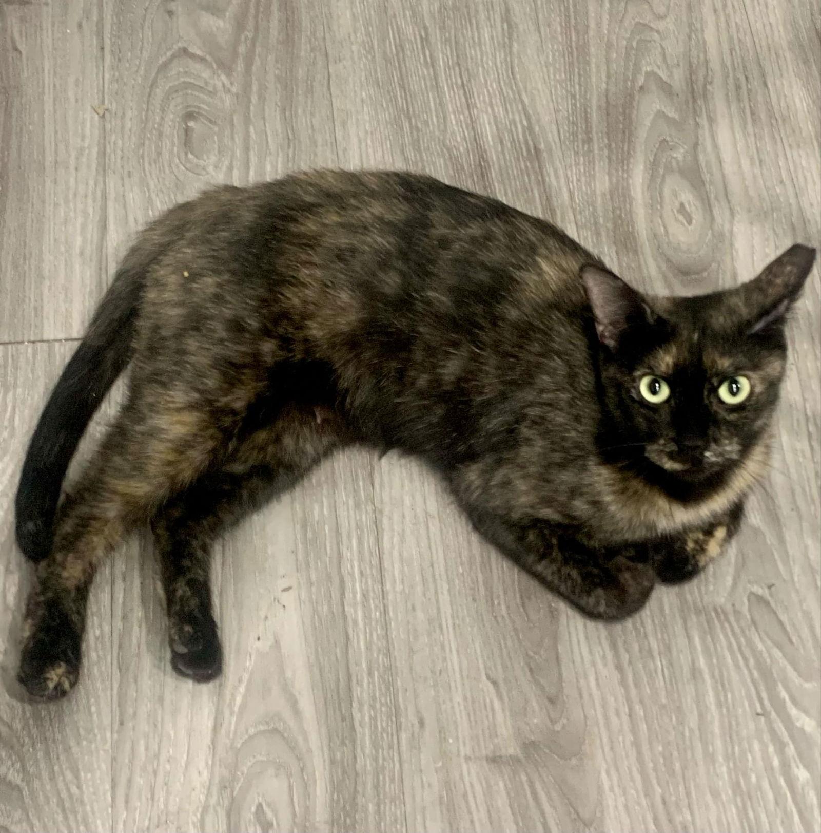 Rudy, Adoptable, Adult Female Domestic Short Hair.