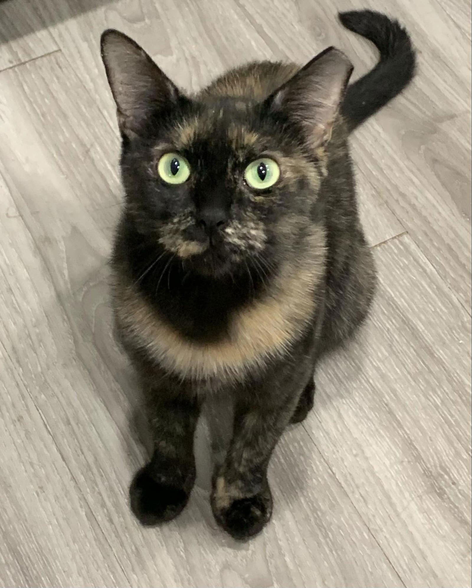 Enlarge Rudy, a Adoptable Domestic Short Hair in Glendale, AZ image 2/3