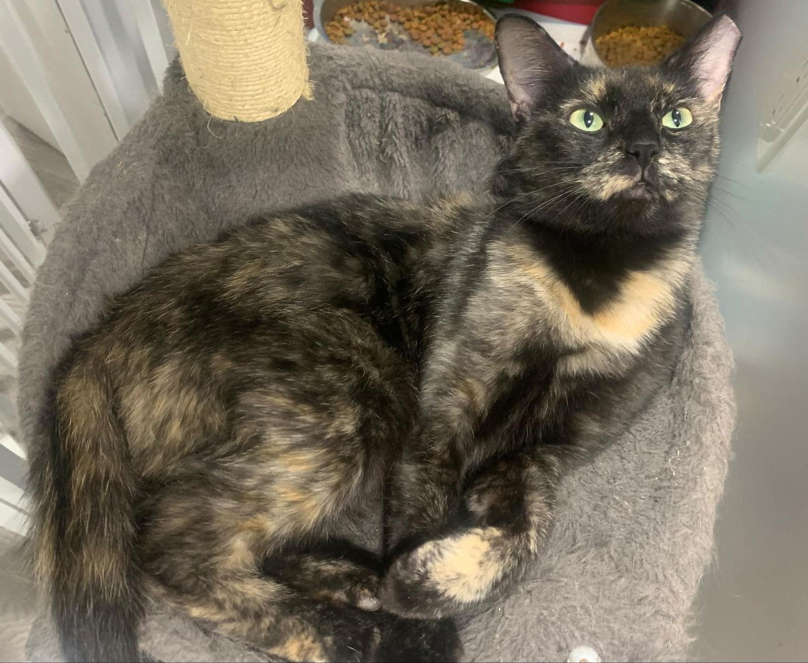 Enlarge Rudy, a Adoptable Domestic Short Hair in Glendale, AZ image 3/3