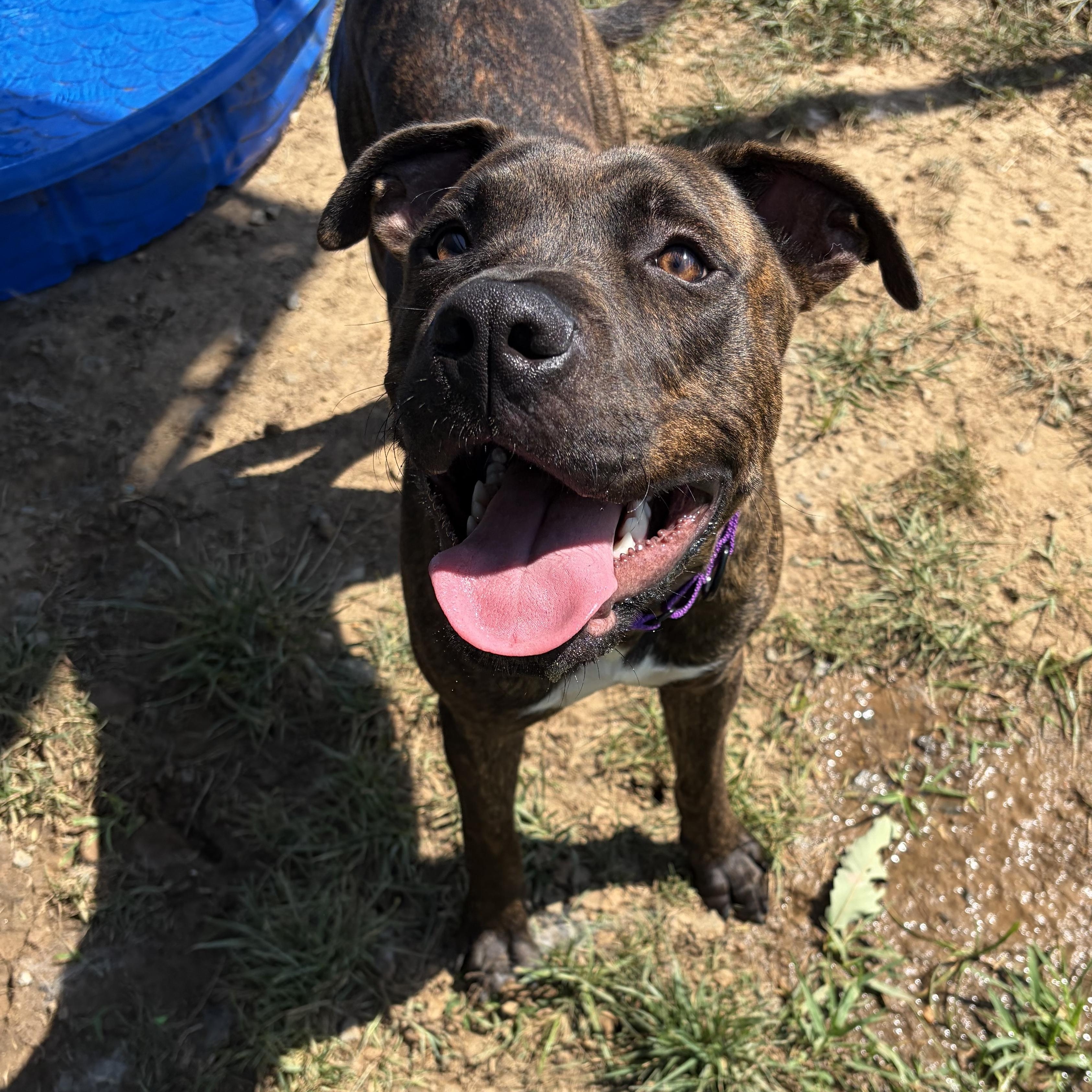 Enlarge Snickers (ID 52948), an adopted Pit Bull Terrier in Manassas, VA image 4/4