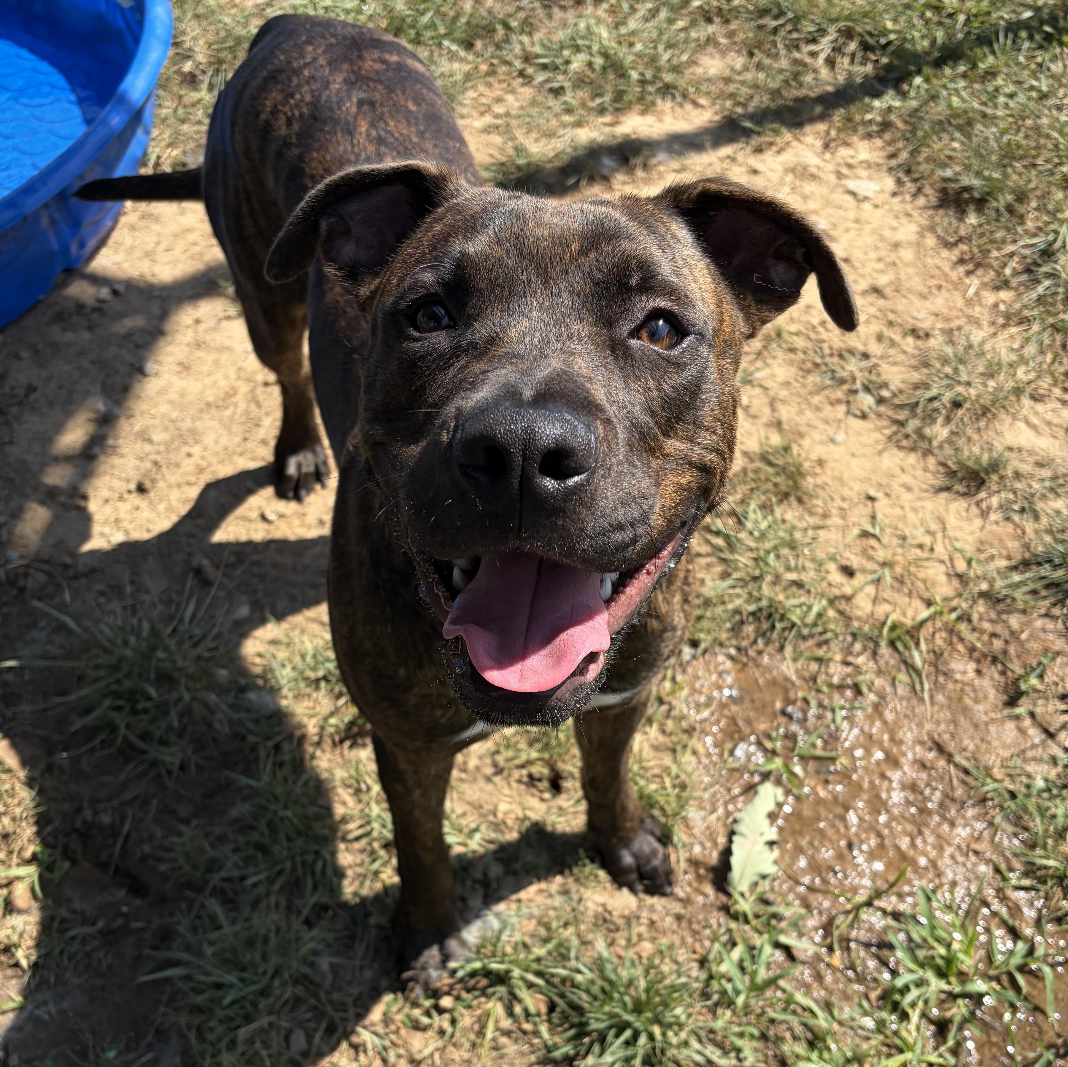 Snickers (ID 52948), adopted, Puppy Male Pit Bull Terrier.