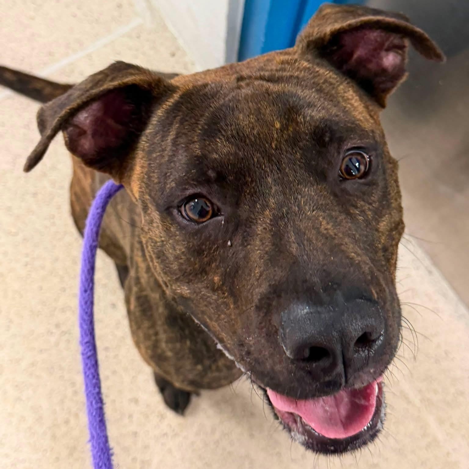 Enlarge Snickers (ID 52948), an adopted Pit Bull Terrier in Manassas, VA image 2/4