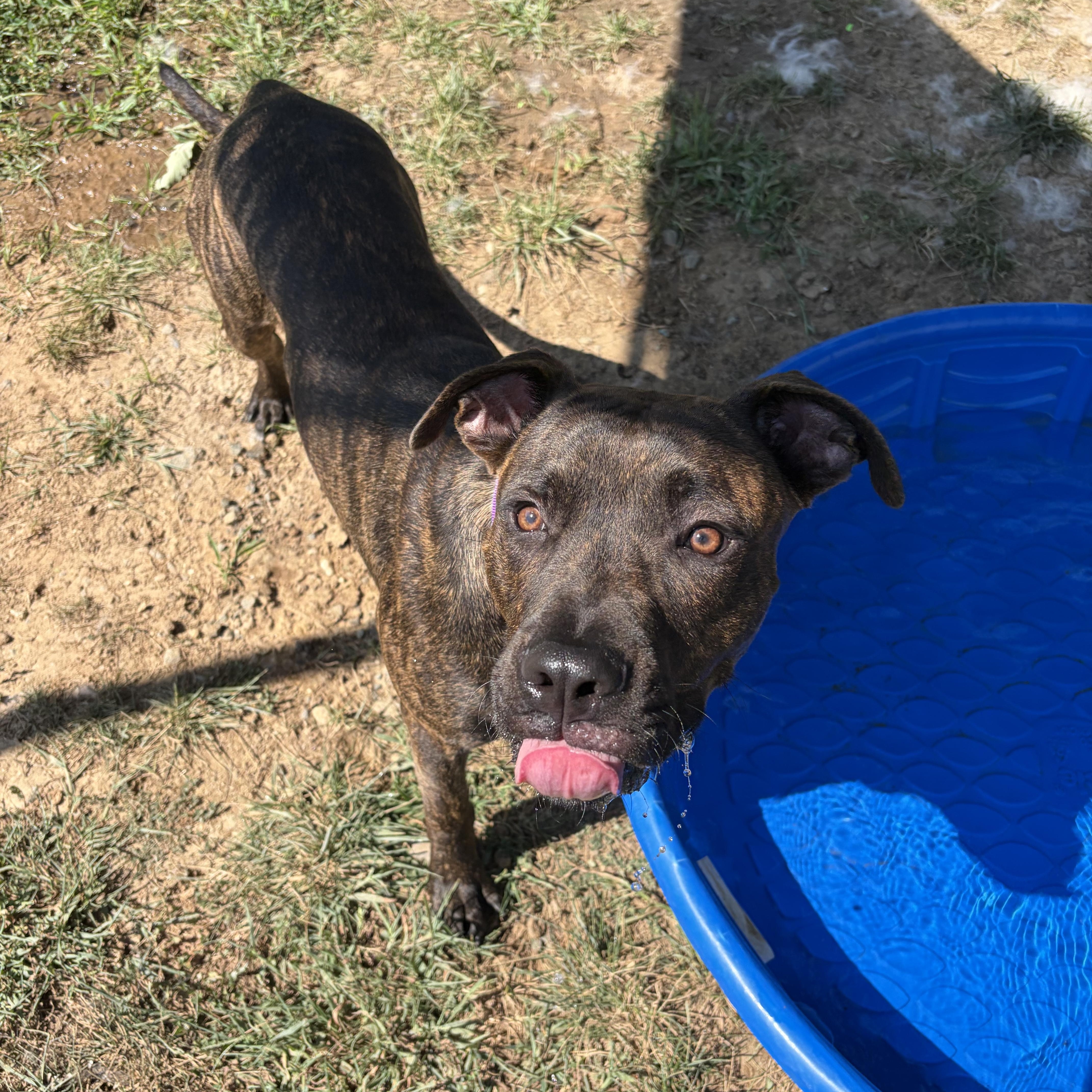 Enlarge Snickers (ID 52948), an adopted Pit Bull Terrier in Manassas, VA image 3/4