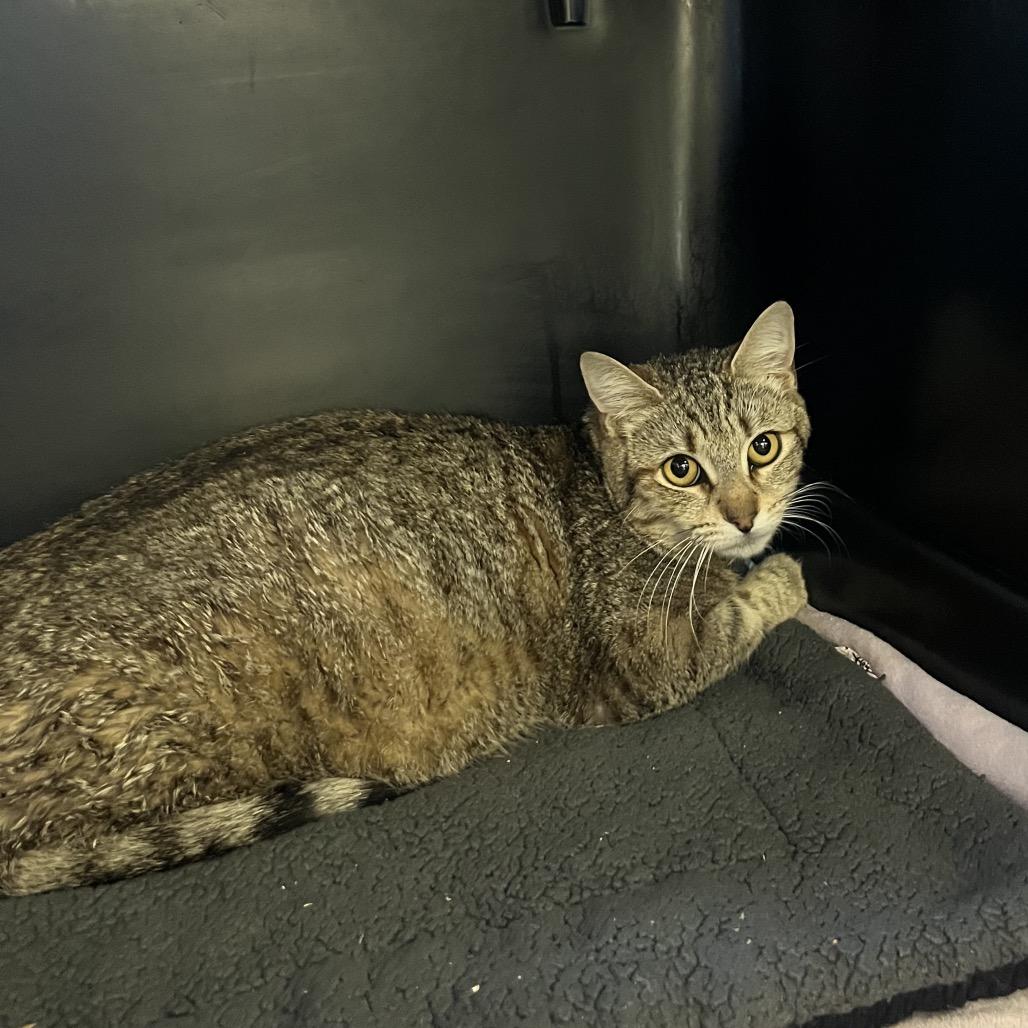 Enlarge Mila, a Adoptable Domestic Short Hair in Spokane, WA image 1/1