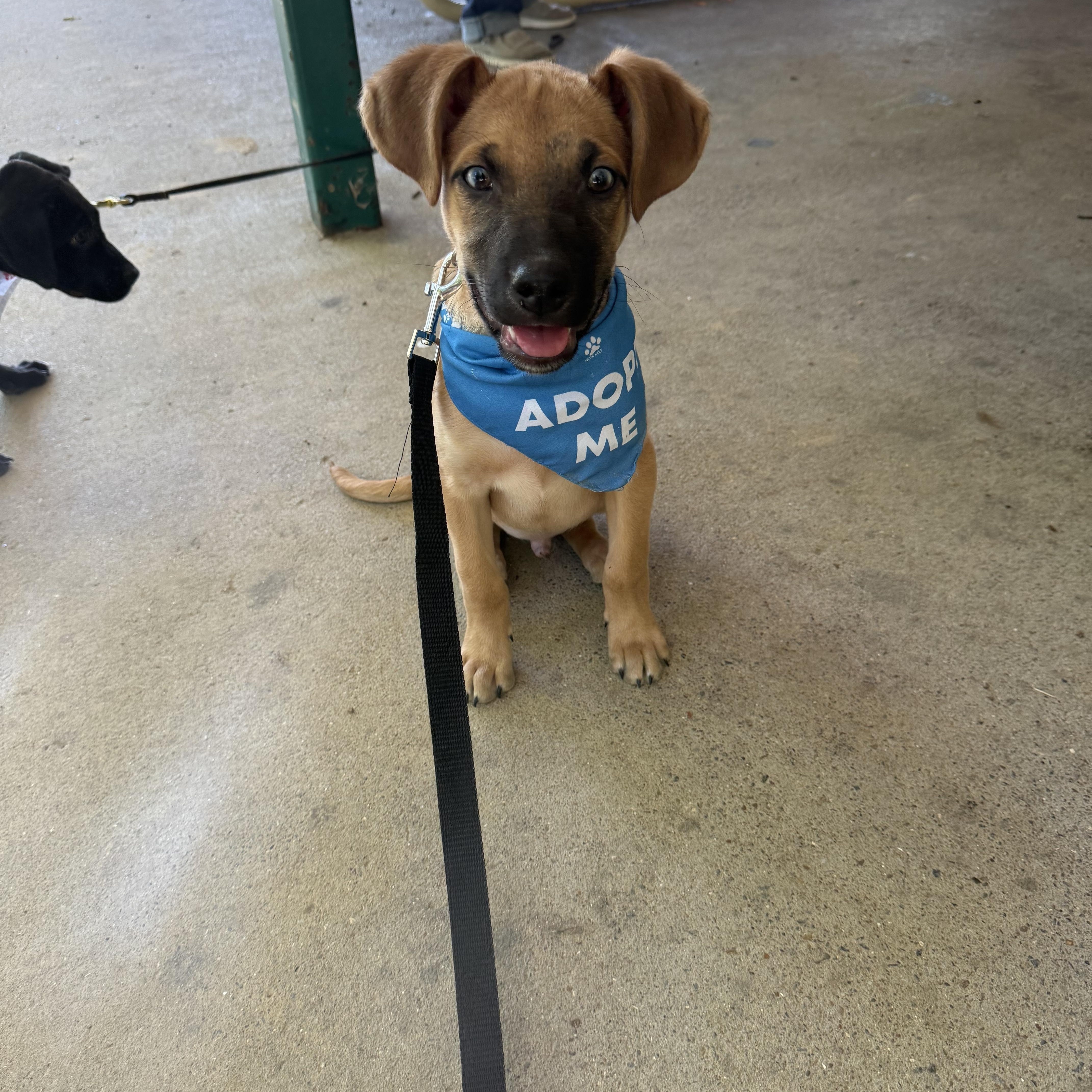 Max, Adoptable, Puppy Male Labrador Retriever.