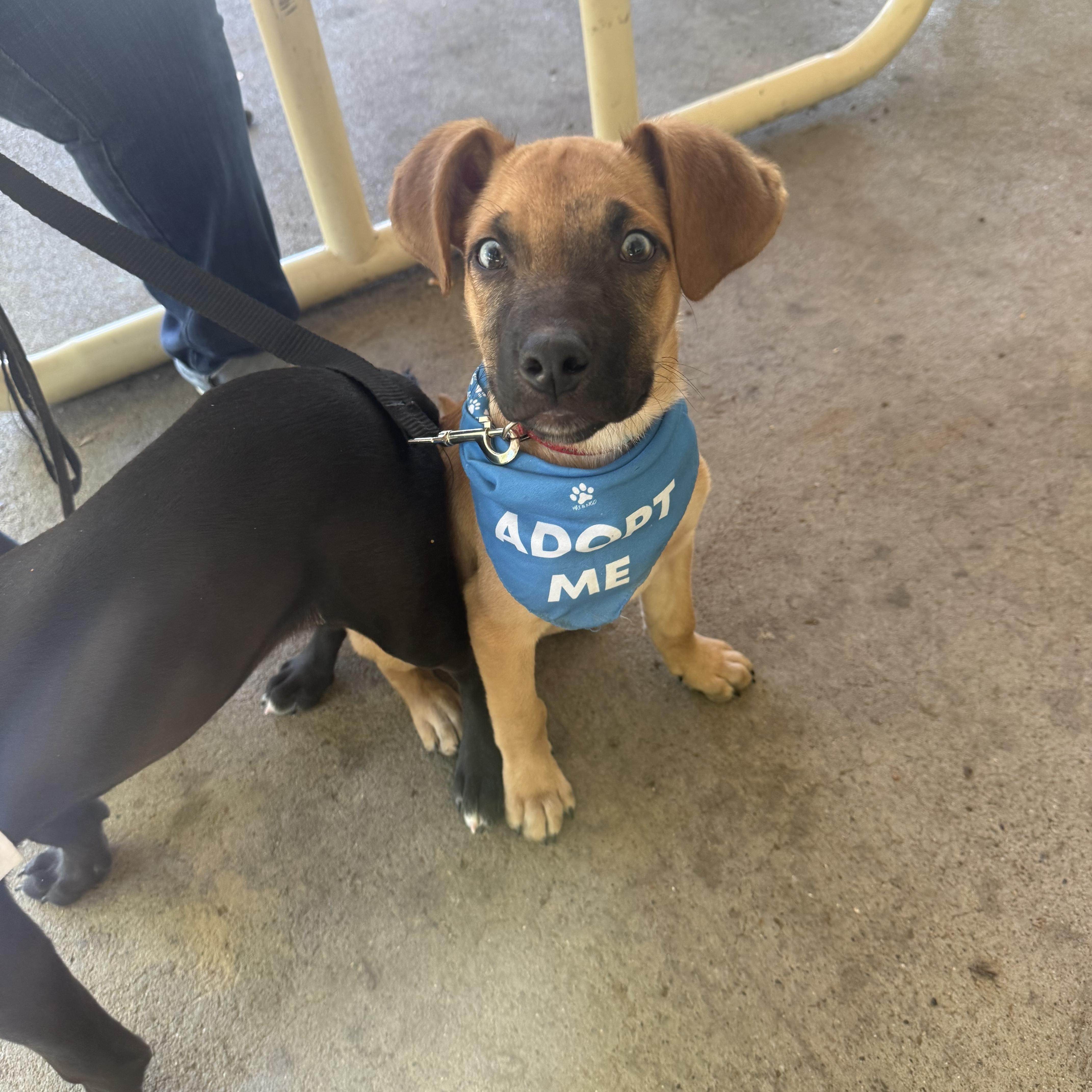Max, Adoptable, Puppy Male Labrador Retriever.