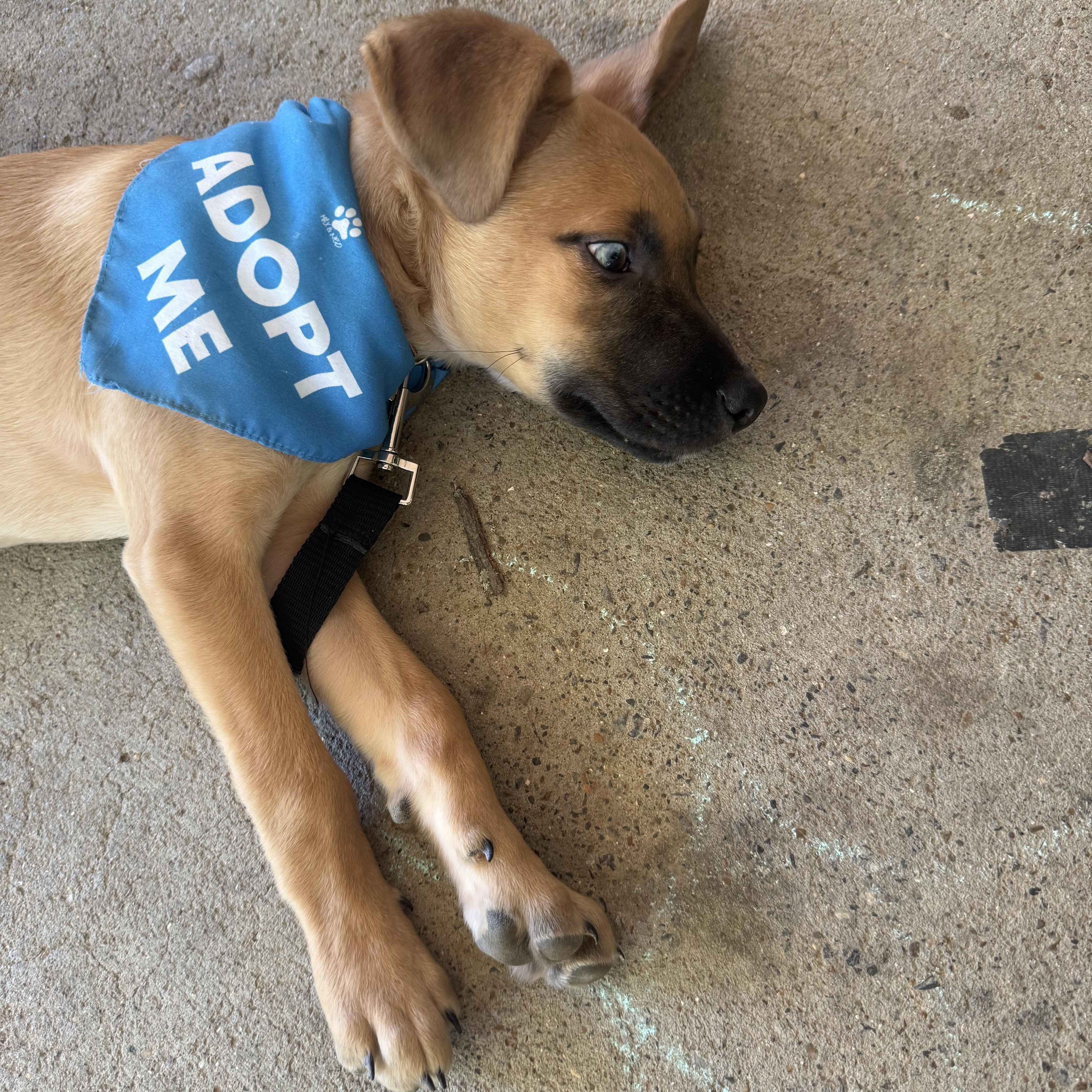 Max, a Adoptable mixed breed in Murray, KY image 4/6