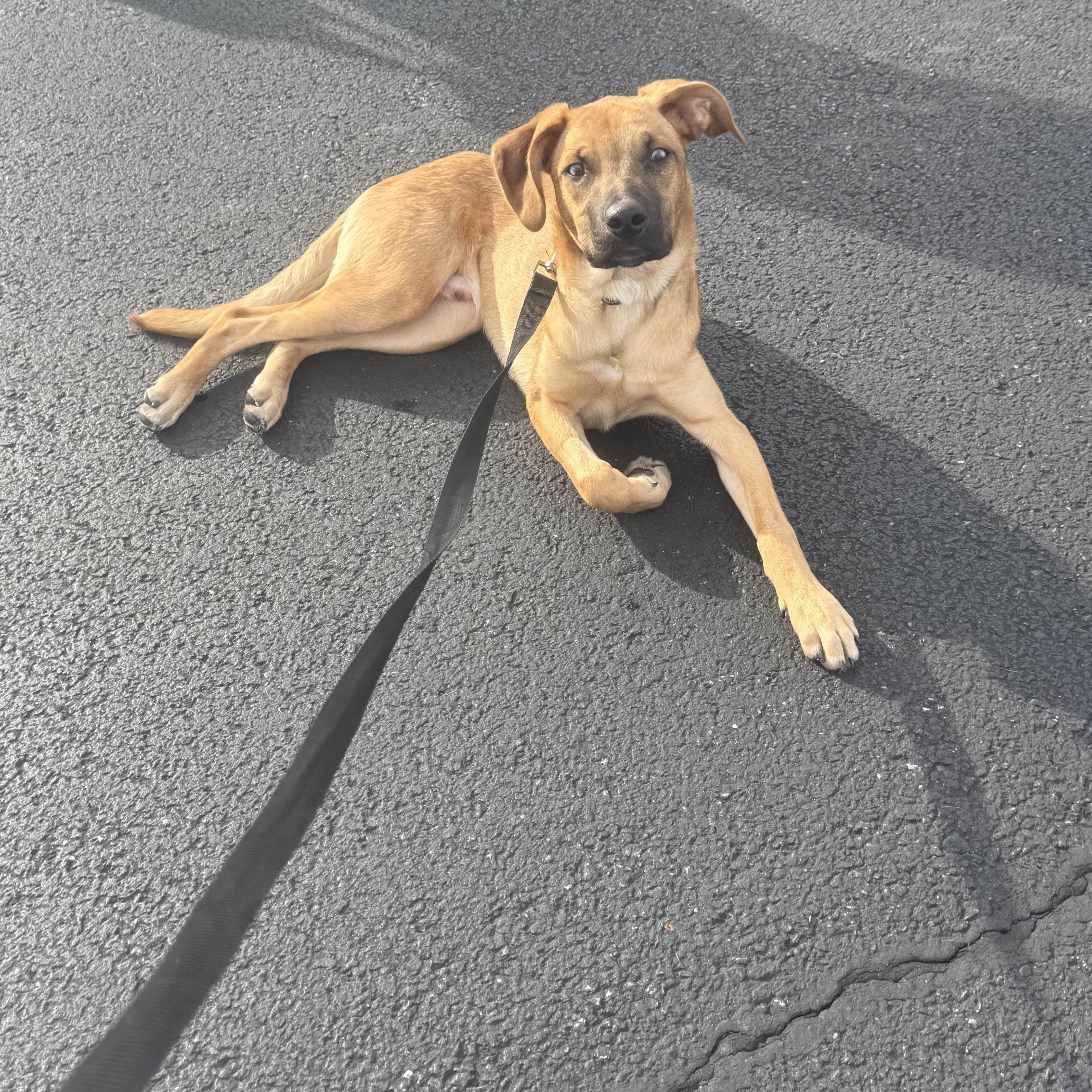 Max, Adoptable, Puppy Male Labrador Retriever.