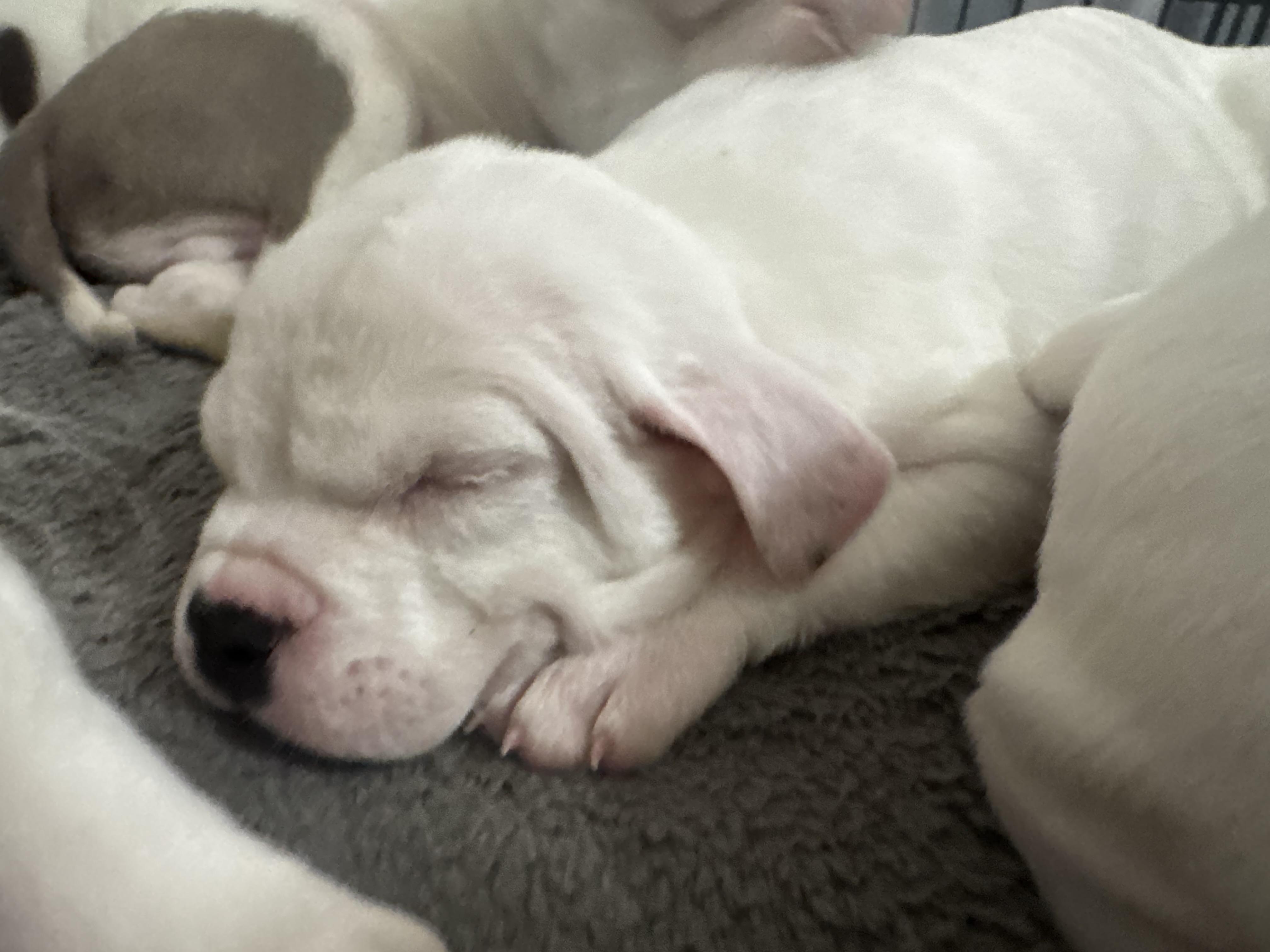 Enlarge Alan, a ADOPTABLE mixed breed in Lincoln, CA image 1/1