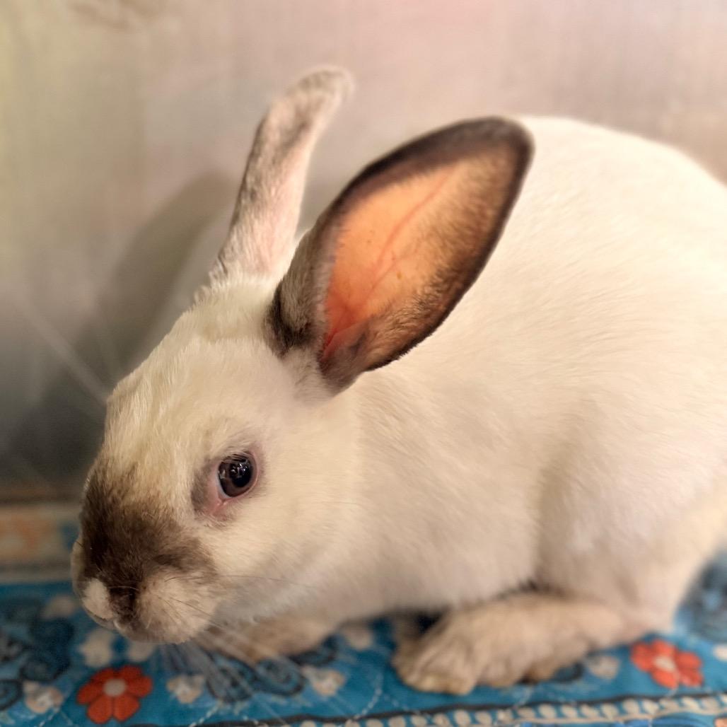 Enlarge Pluto, a Adoptable Californian in Winston-Salem, NC image 2/2
