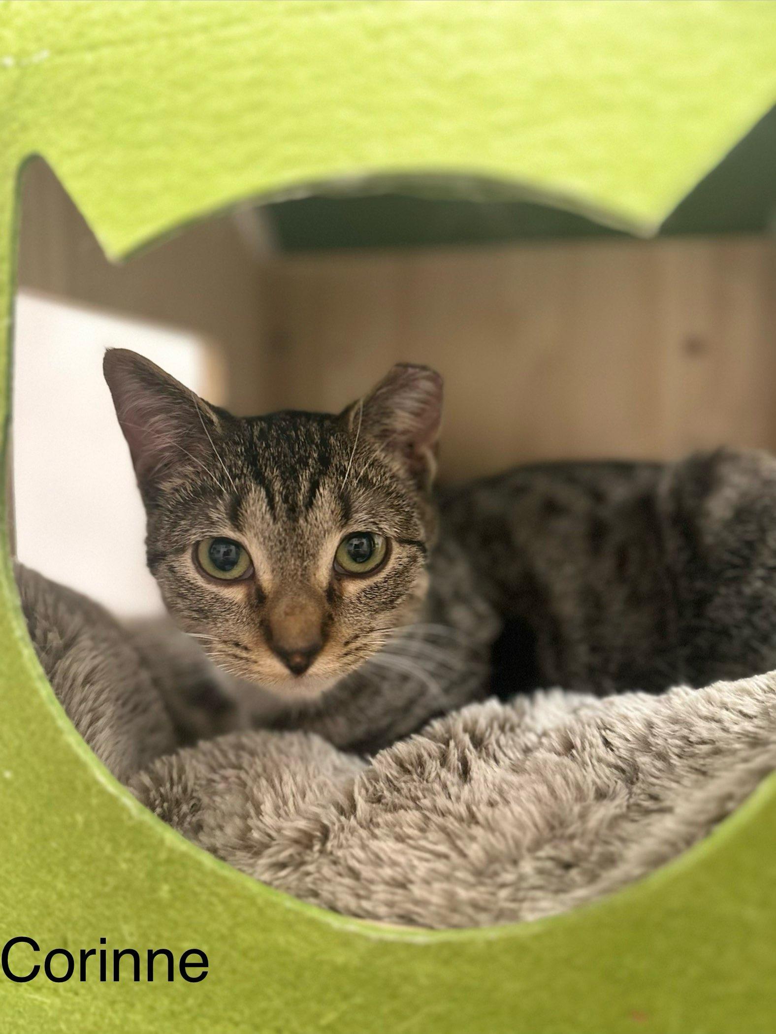 Corinne, a ADOPTABLE Domestic Short Hair in Brooklyn, NY image 2/2