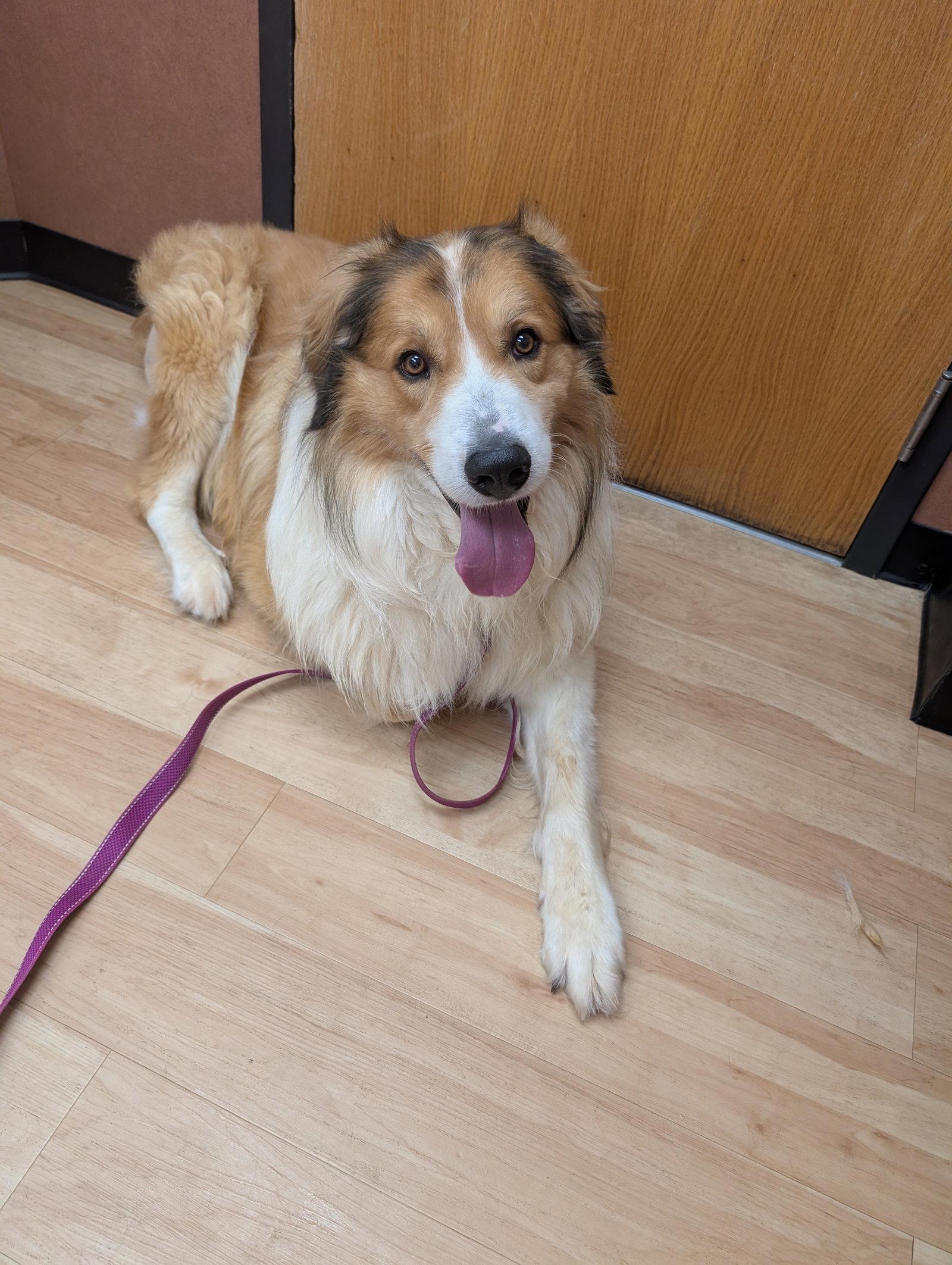 Noah, Adoptable, Young Male Great Pyrenees.