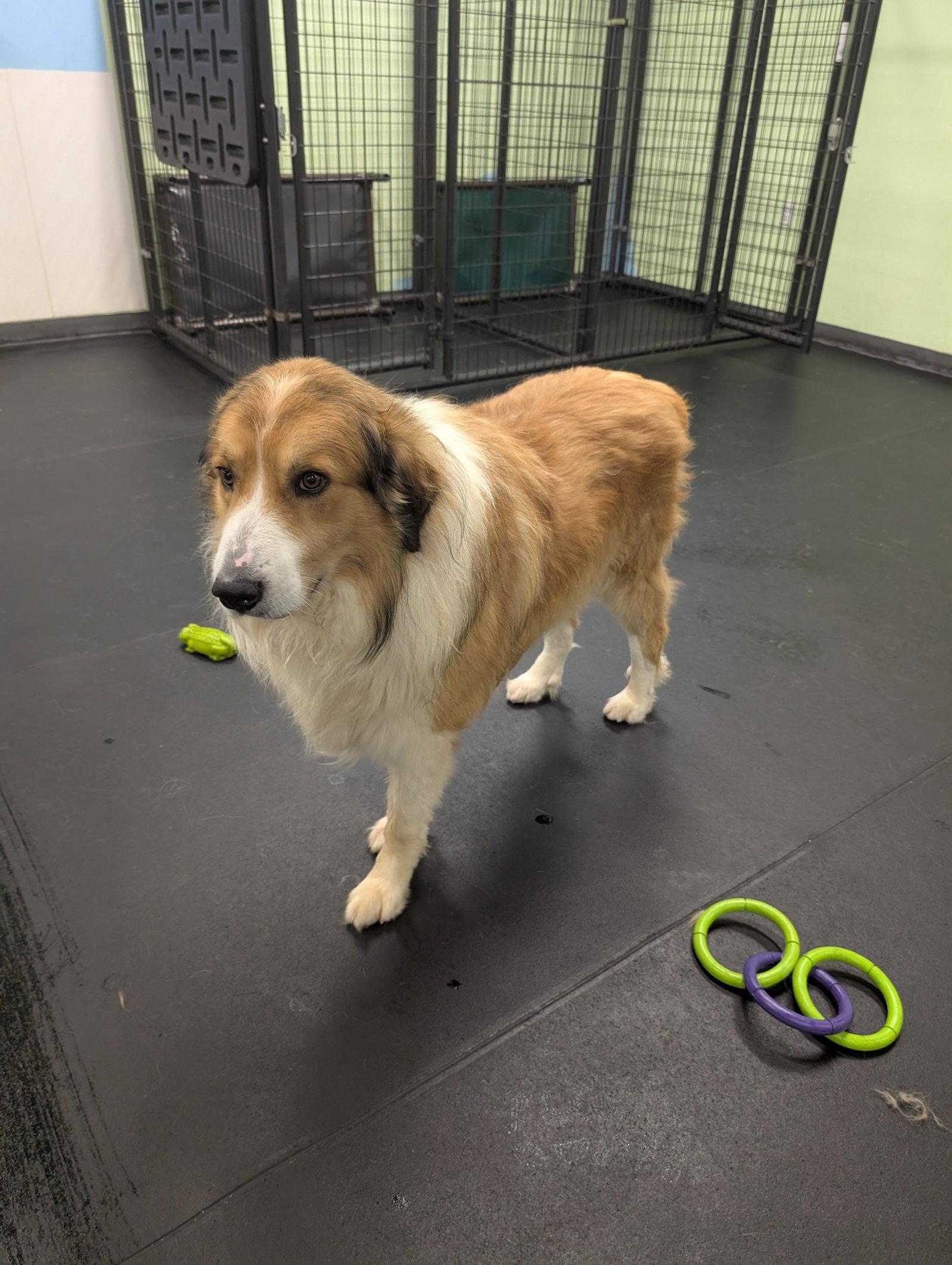Enlarge Noah, a Adoptable Great Pyrenees in Powell, OH image 2/3