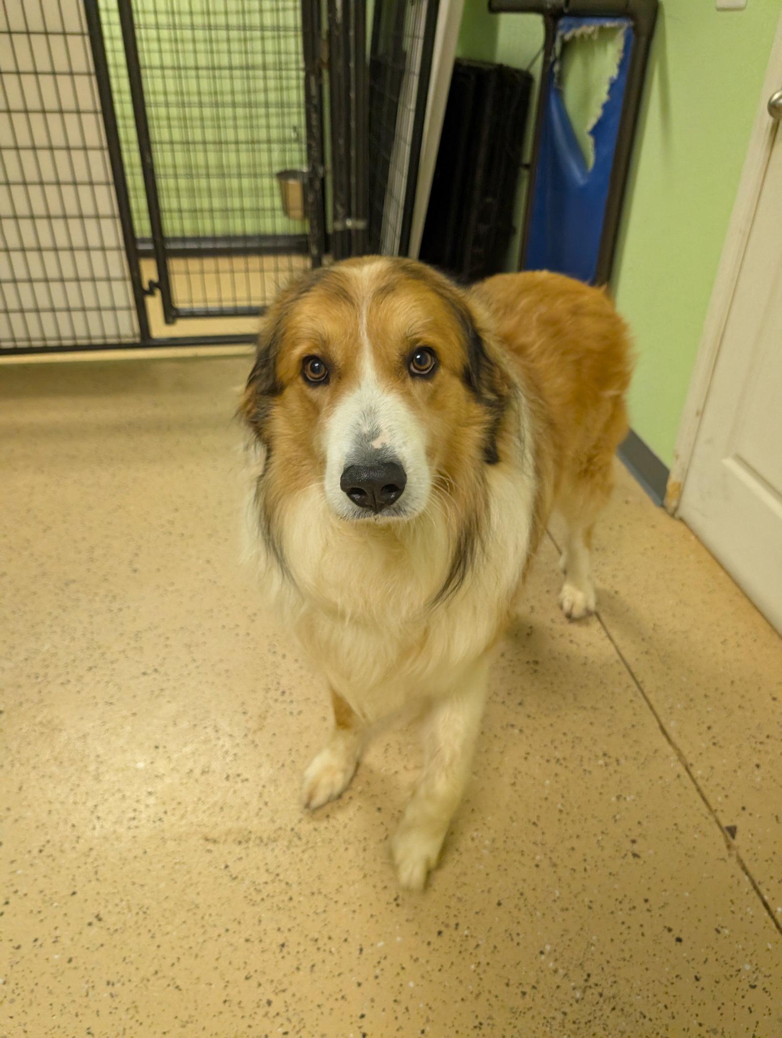 Enlarge Noah, a Adoptable Great Pyrenees in Powell, OH image 3/3