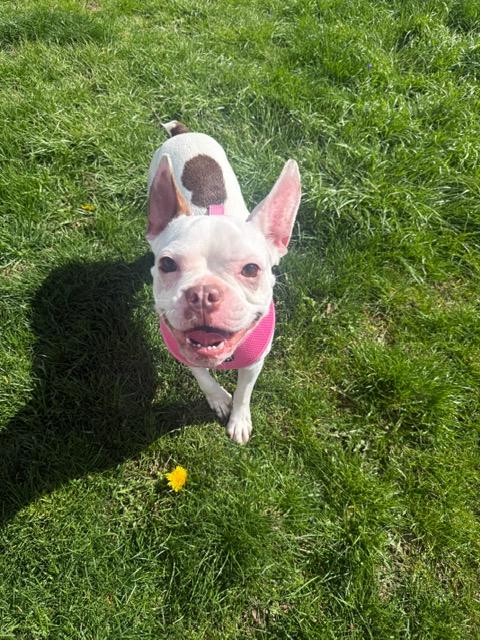 Enlarge Frenchy, a ADOPTABLE French Bulldog in Wadsworth, OH image 4/4