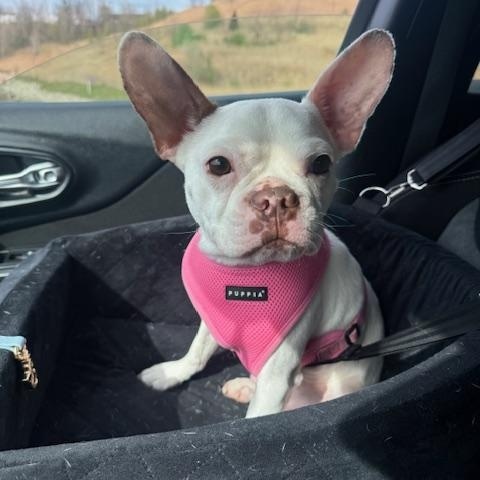 Frenchy, ADOPTABLE, Young Male French Bulldog.