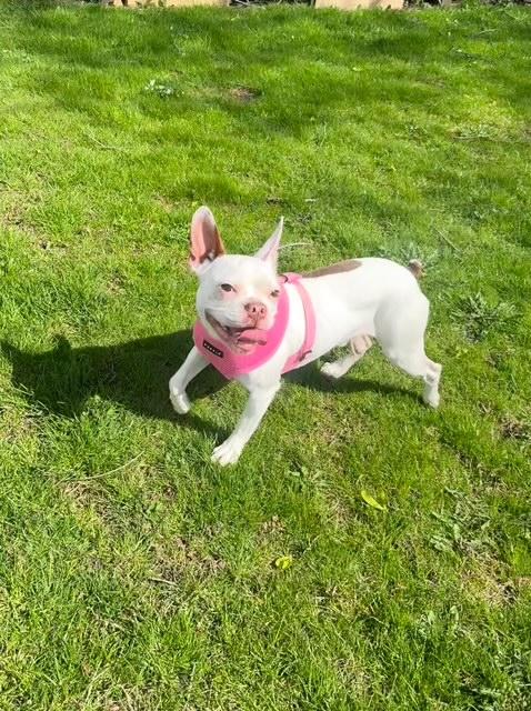 Enlarge Frenchy, a ADOPTABLE French Bulldog in Wadsworth, OH image 3/4