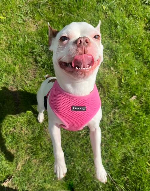 Enlarge Frenchy, a ADOPTABLE French Bulldog in Wadsworth, OH image 2/4