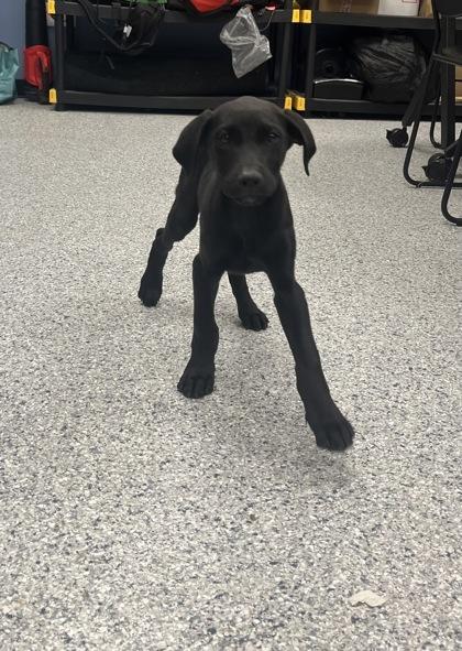 Enlarge Kylo, an adopted mixed breed in Converse, TX image 1/1