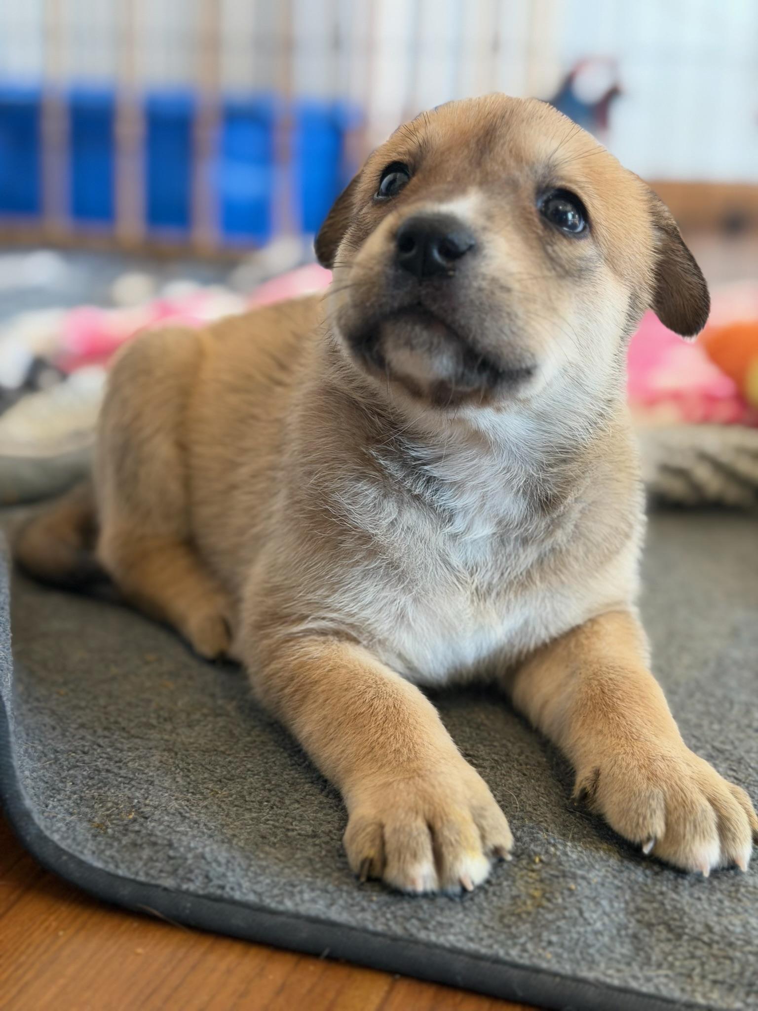 Enlarge Basil, an adopted mixed breed in Santa Monica, CA image 4/5