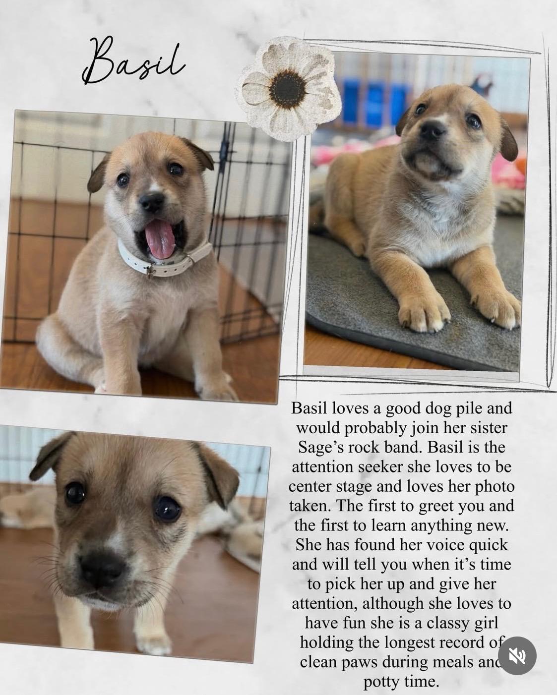 Enlarge Basil, an adopted mixed breed in Santa Monica, CA image 5/5