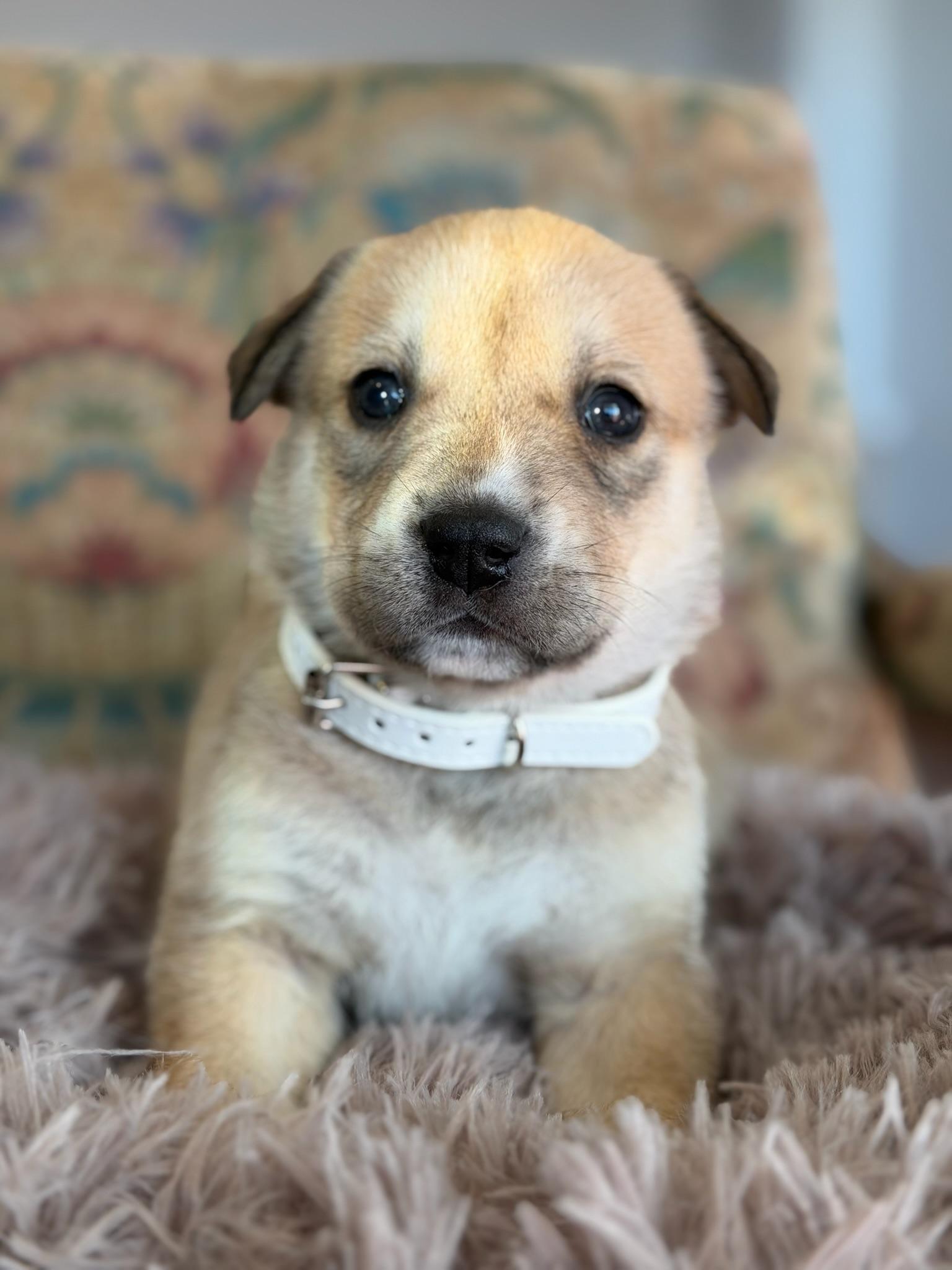 Basil, adopted, Puppy Female Husky.