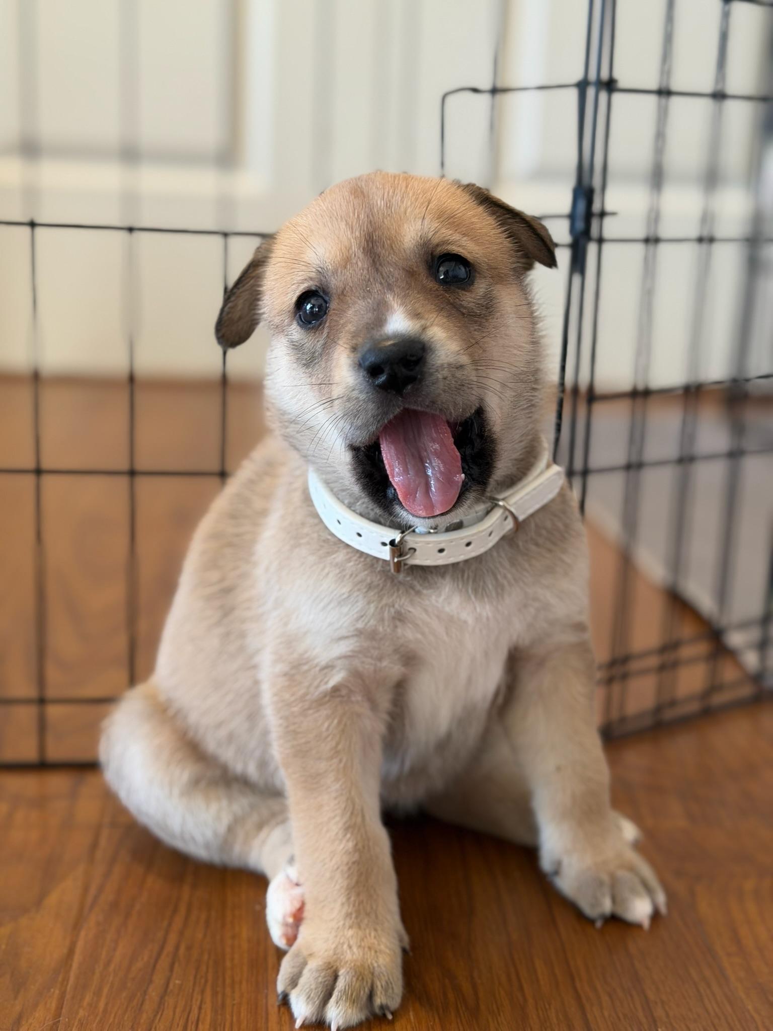 Enlarge Basil, an adopted mixed breed in Santa Monica, CA image 2/5