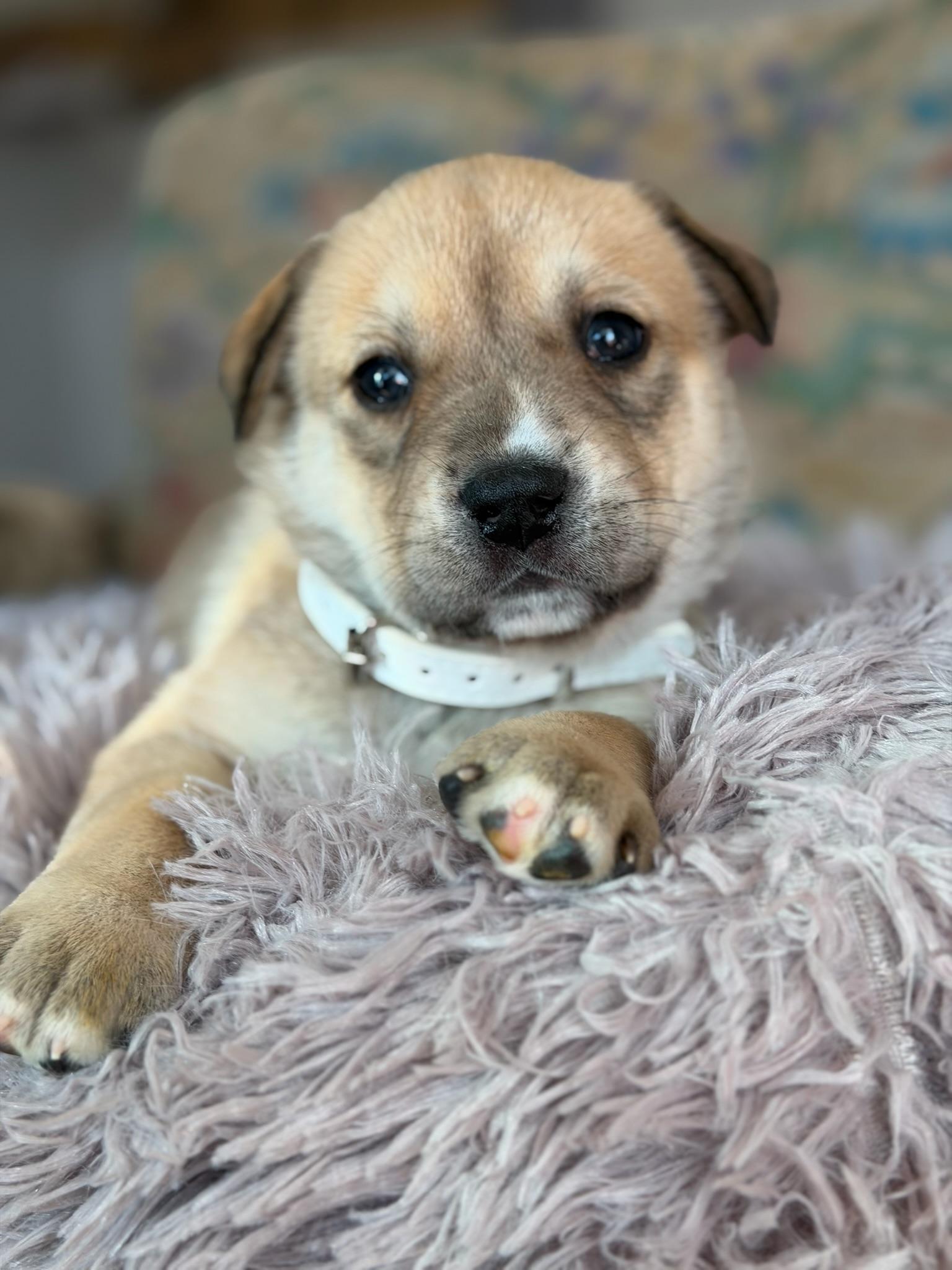 Enlarge Basil, an adopted mixed breed in Santa Monica, CA image 3/5