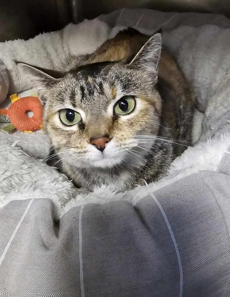 AC Becka, Adoptable, Young Female Domestic Short Hair.