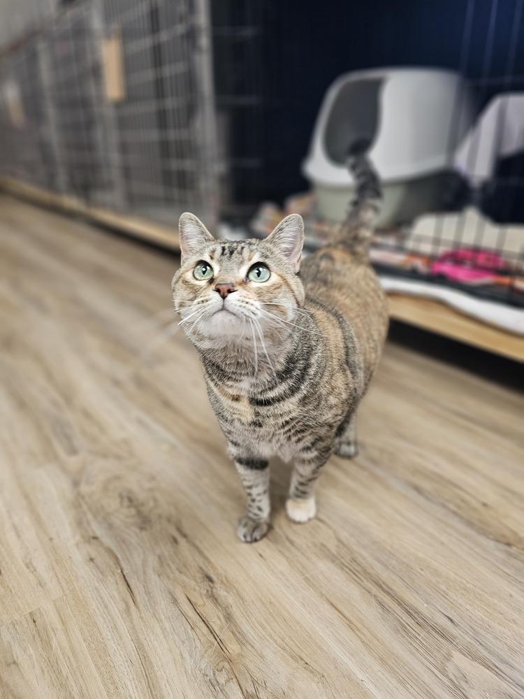 Enlarge AC Becka, a Adoptable Domestic Short Hair in Fremont, NE image 2/4