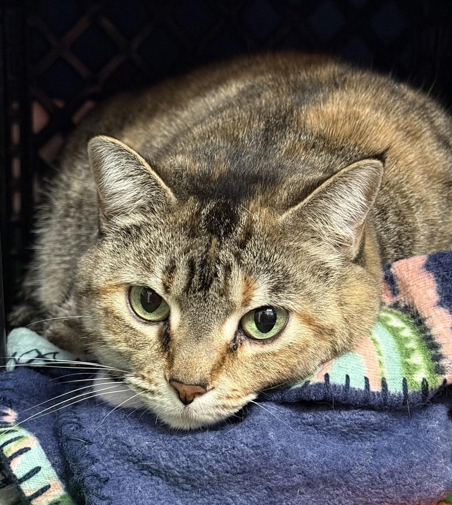 Enlarge AC Becka, a Adoptable Domestic Short Hair in Fremont, NE image 2/2