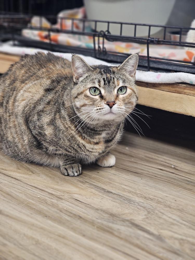 Enlarge AC Becka, a Adoptable Domestic Short Hair in Fremont, NE image 4/4