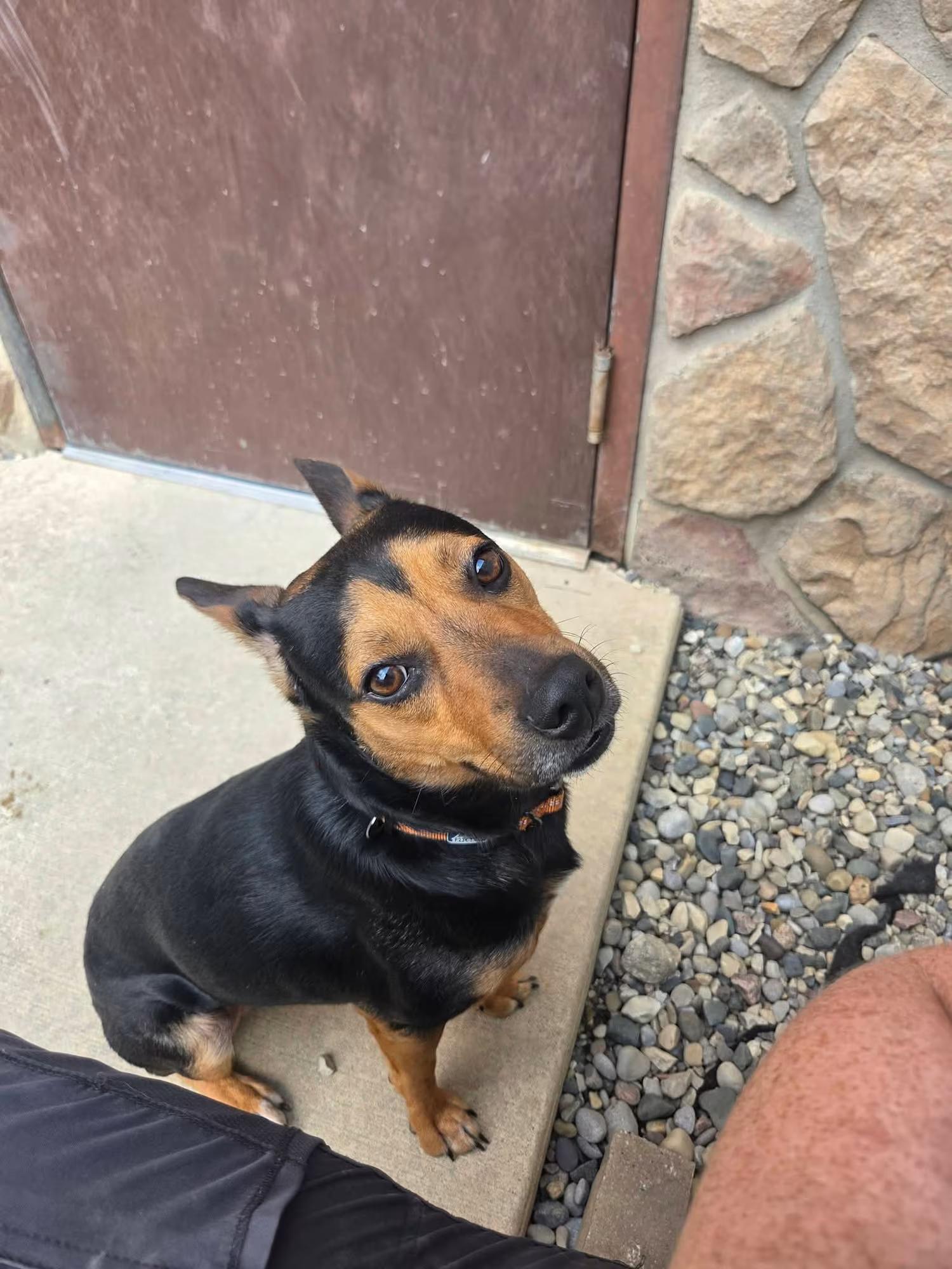 Enlarge Saturn, a ADOPTABLE mixed breed in Sterling Heights, MI image 3/4